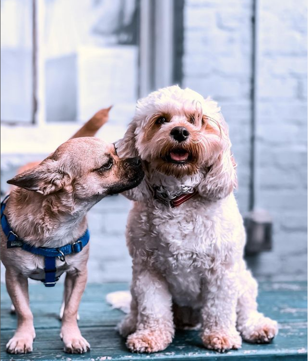 Revival Dog Training West University Houston