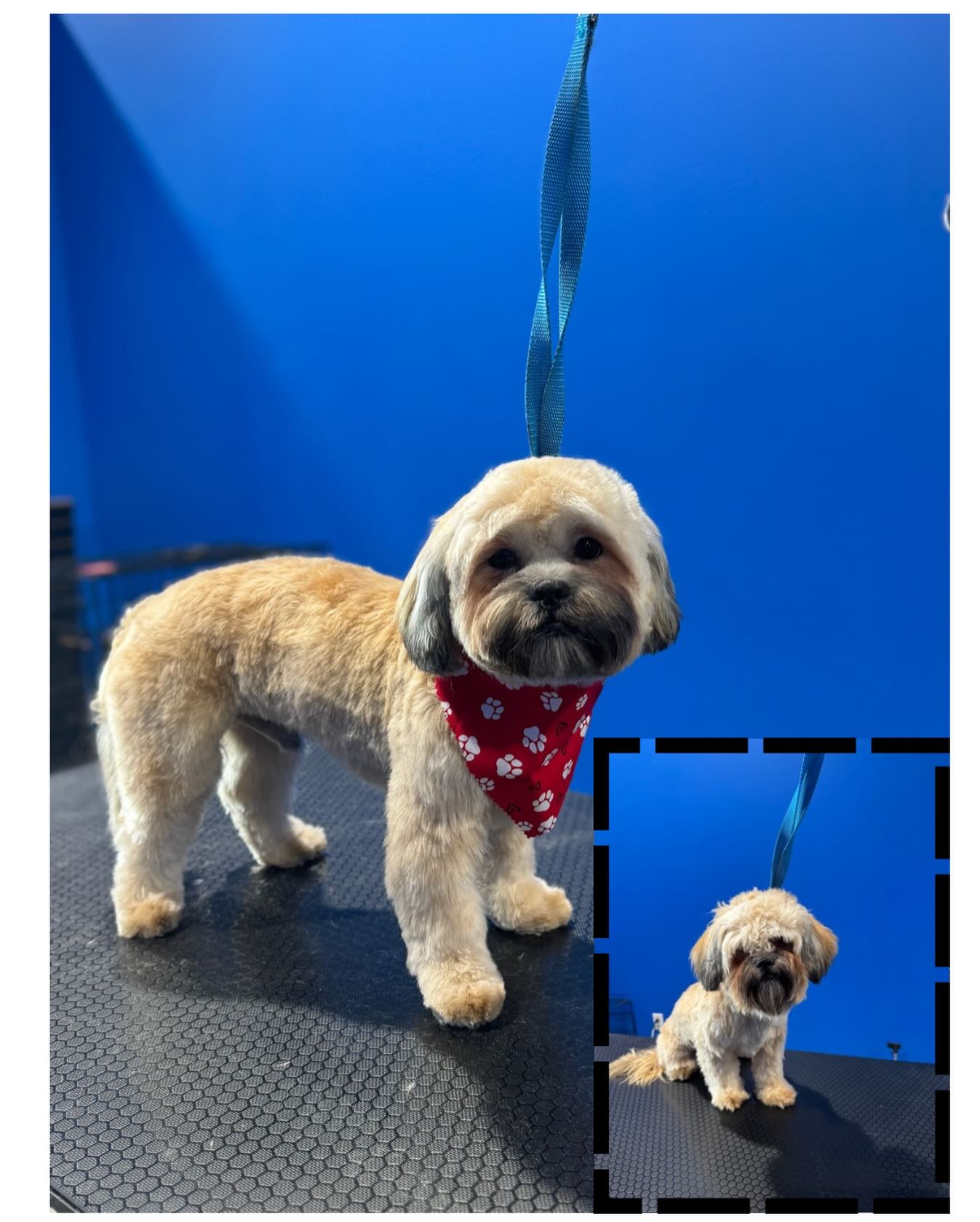 Kennedy's Pet Services Houston