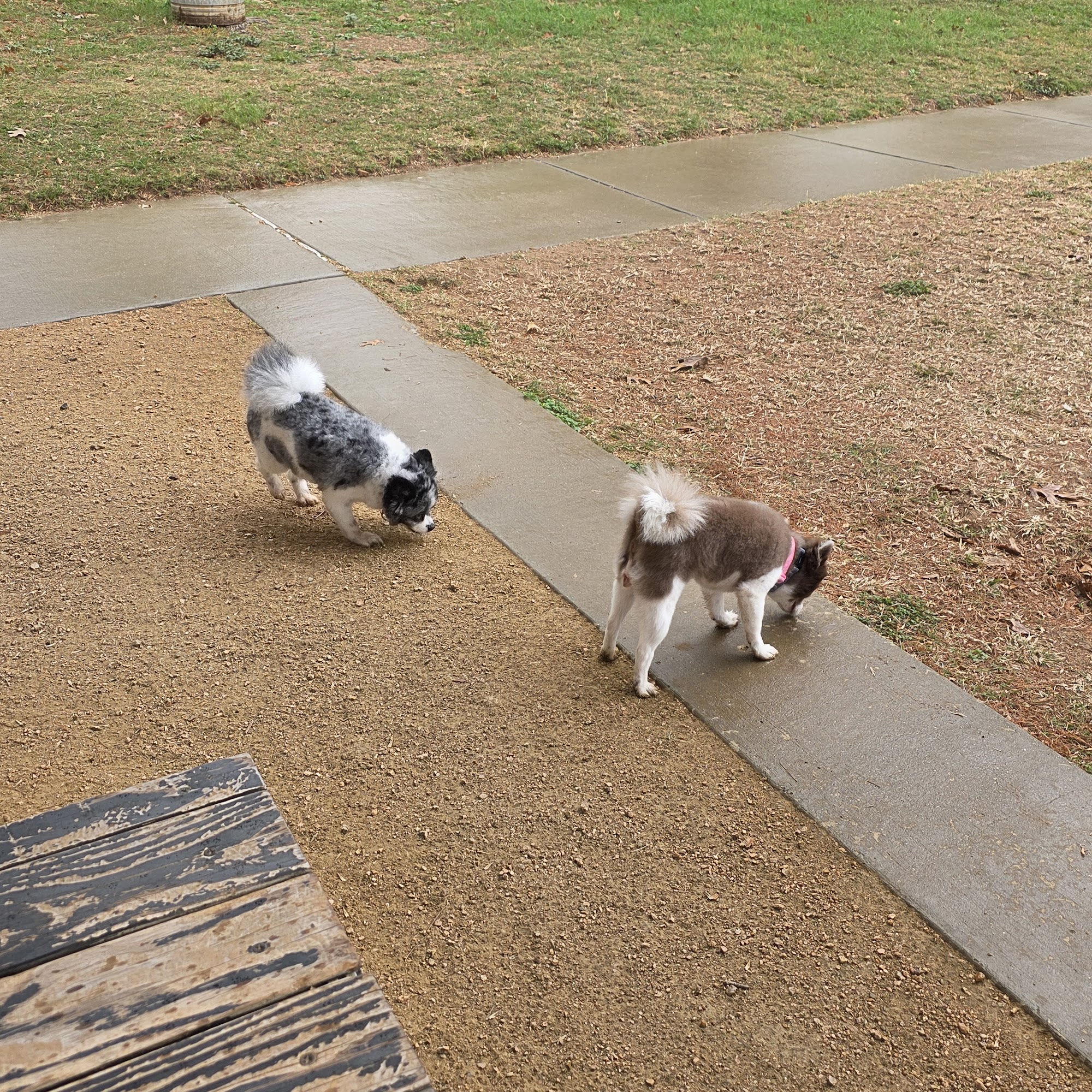 Johnny Steele Dog Park Houston