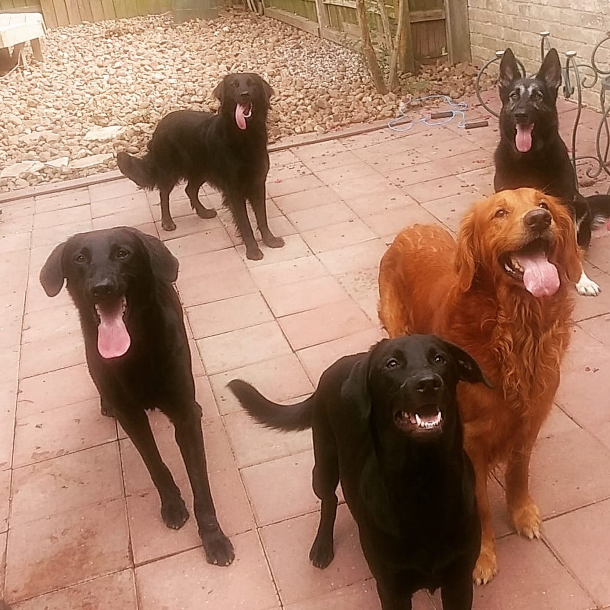 Daniyyel's Mobile Dog Grooming Houston