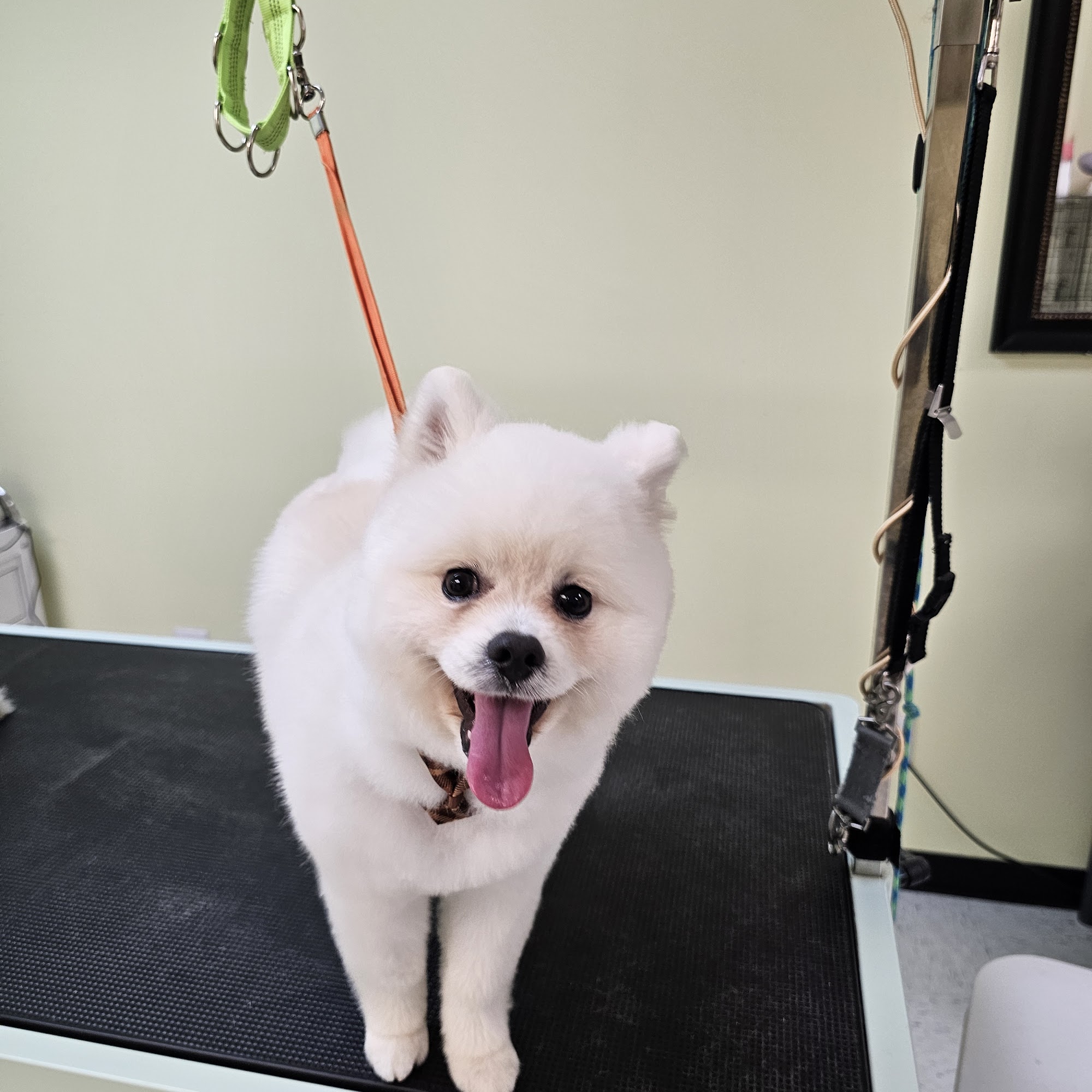 Dashing Dog Grooming Houston