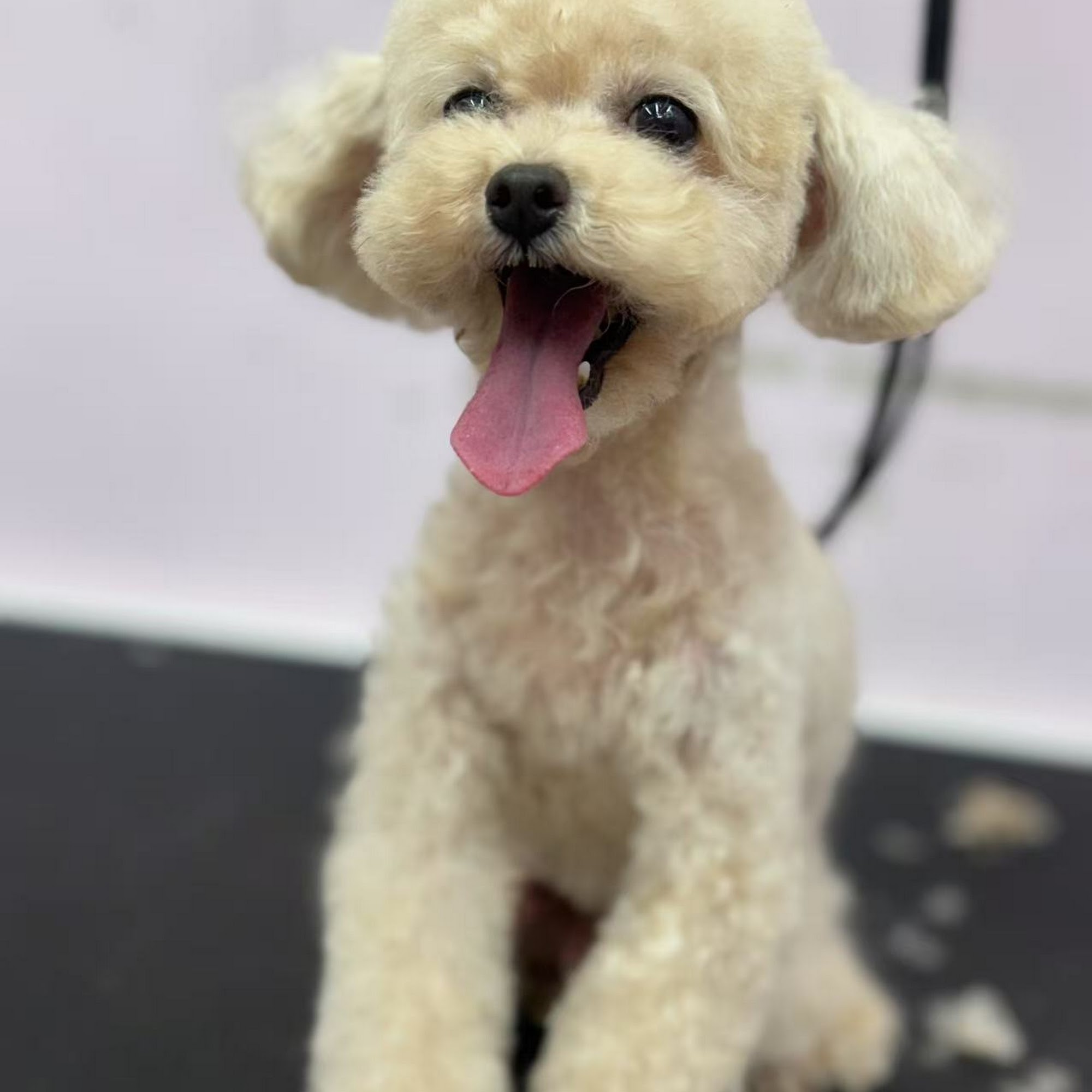 Barking Pet Spa Houston