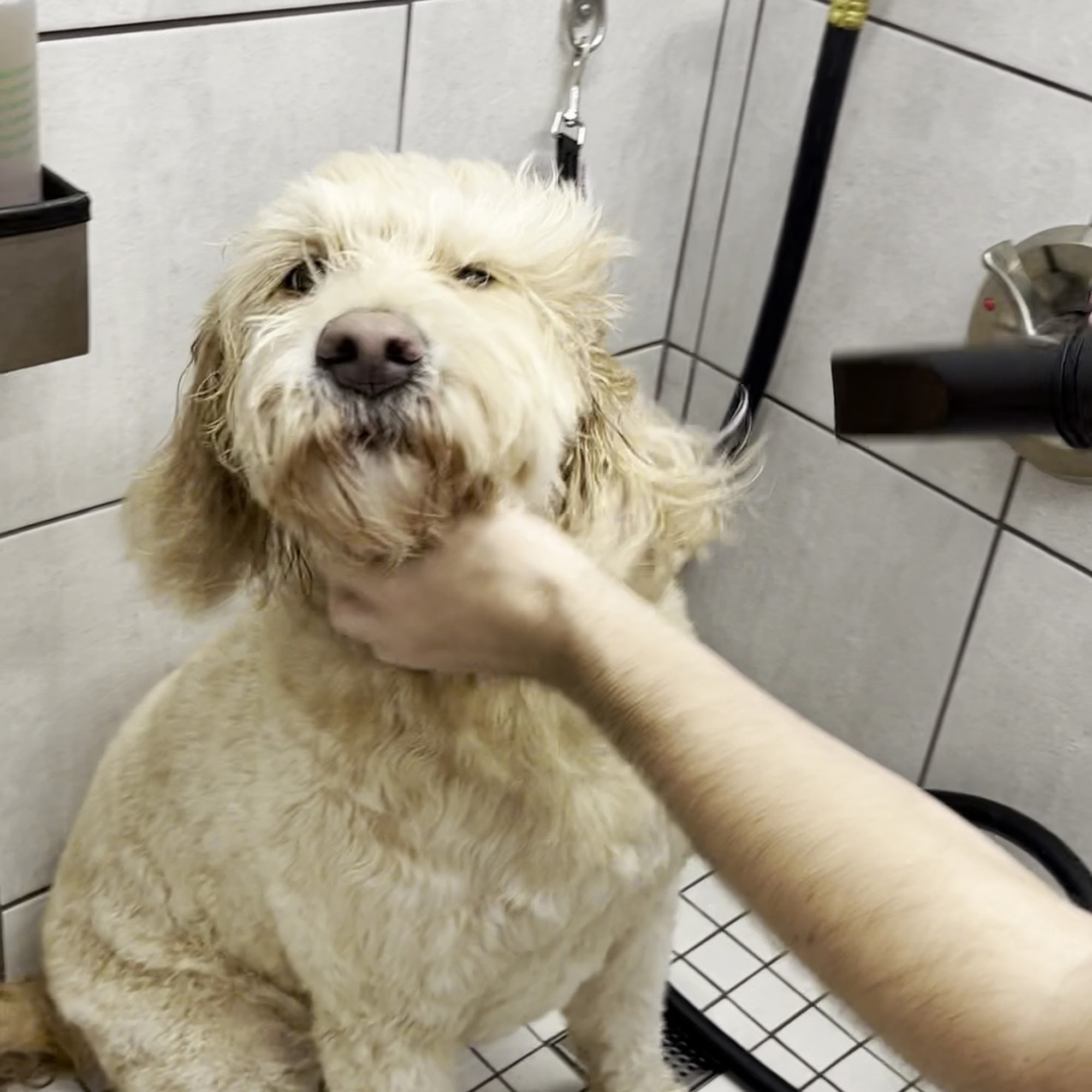 Pet Supplies Plus Houston (Braes Heights) Houston