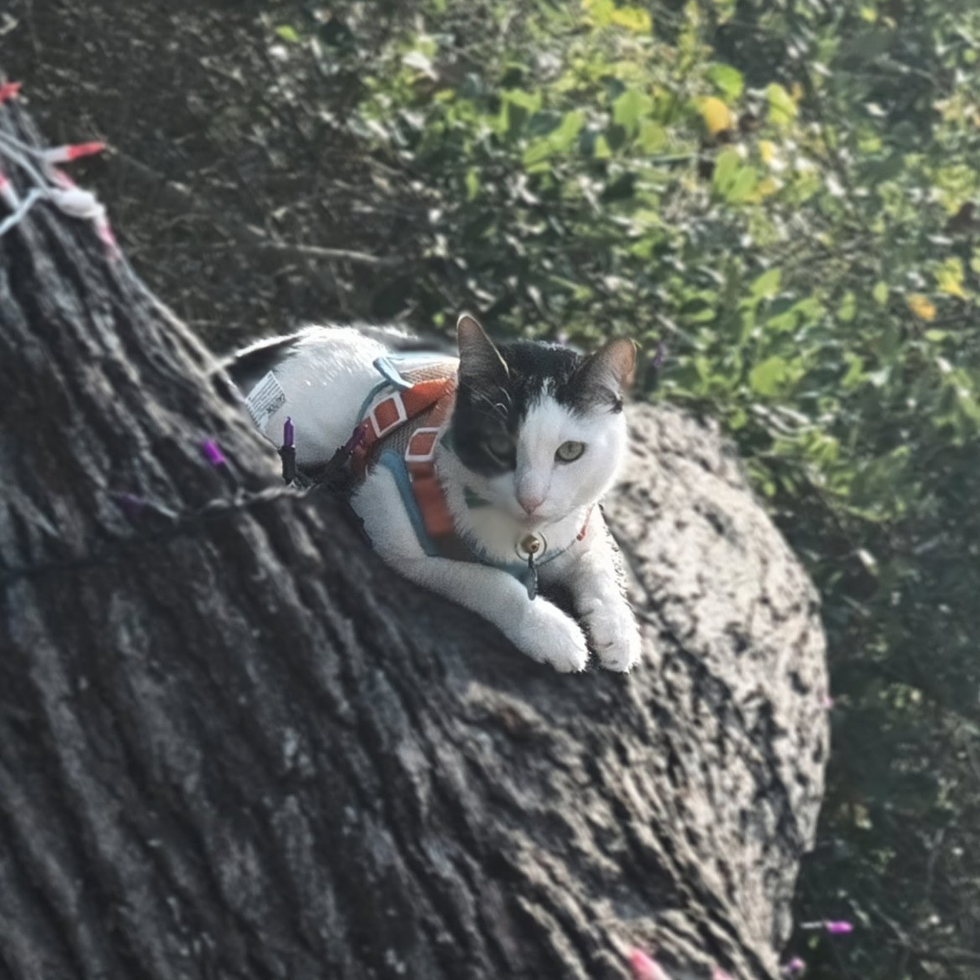Memorial Cat Hospital Houston