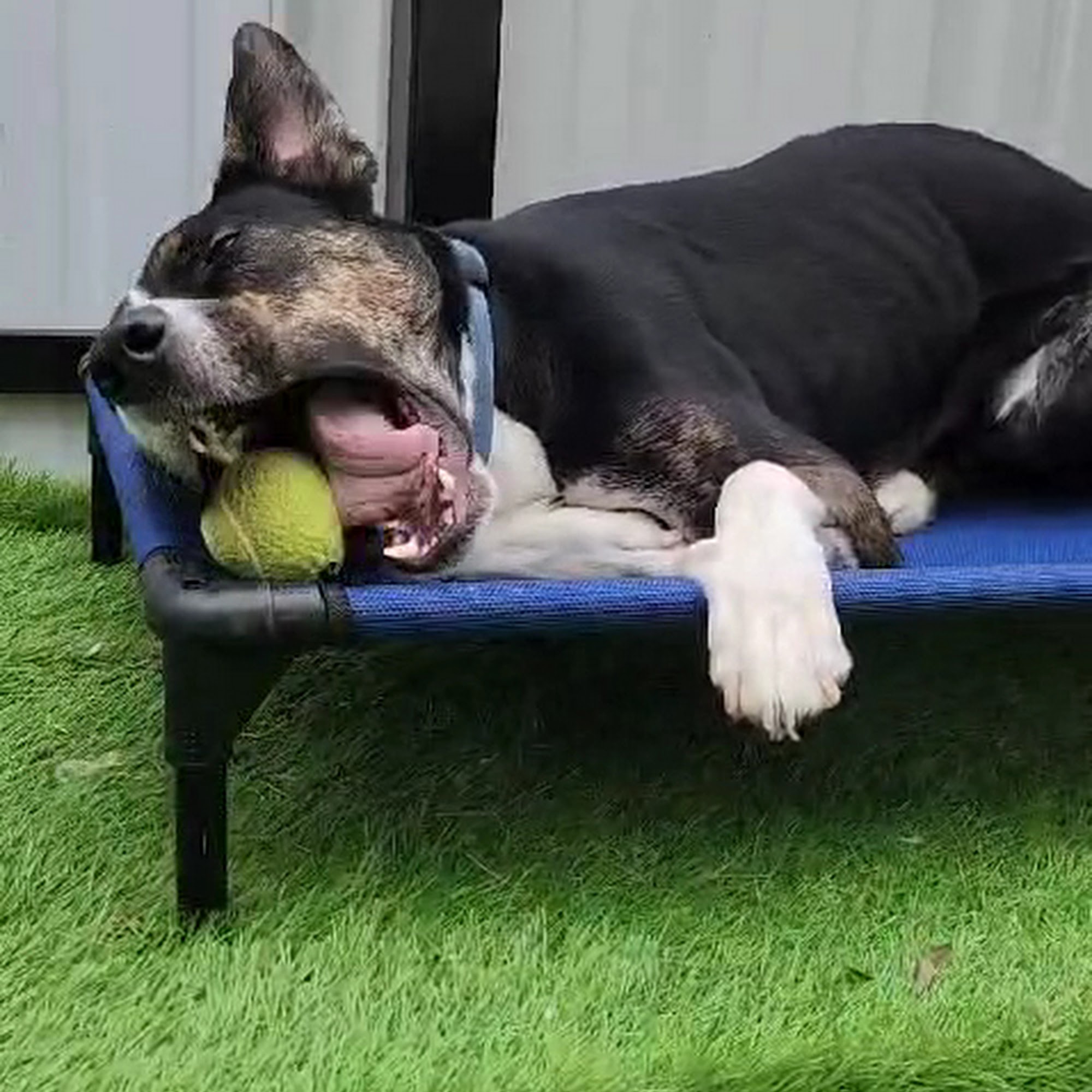 Memorial/ Bellaire Pet Lodge Houston