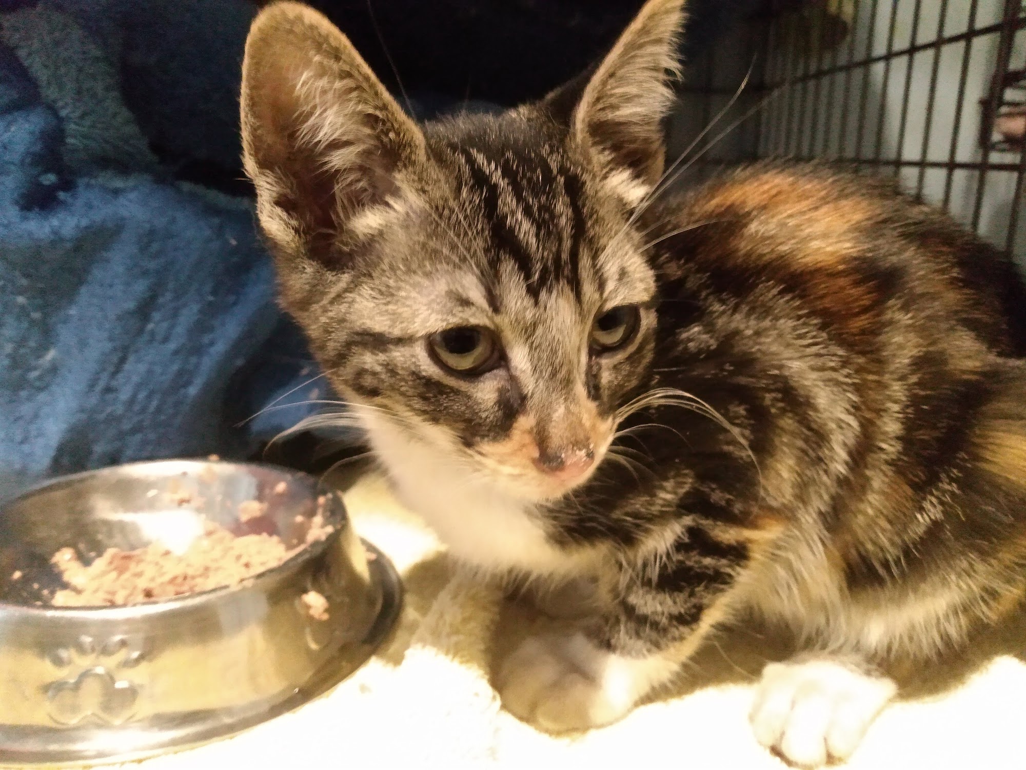 Adopt A Cat, Inc. Houston