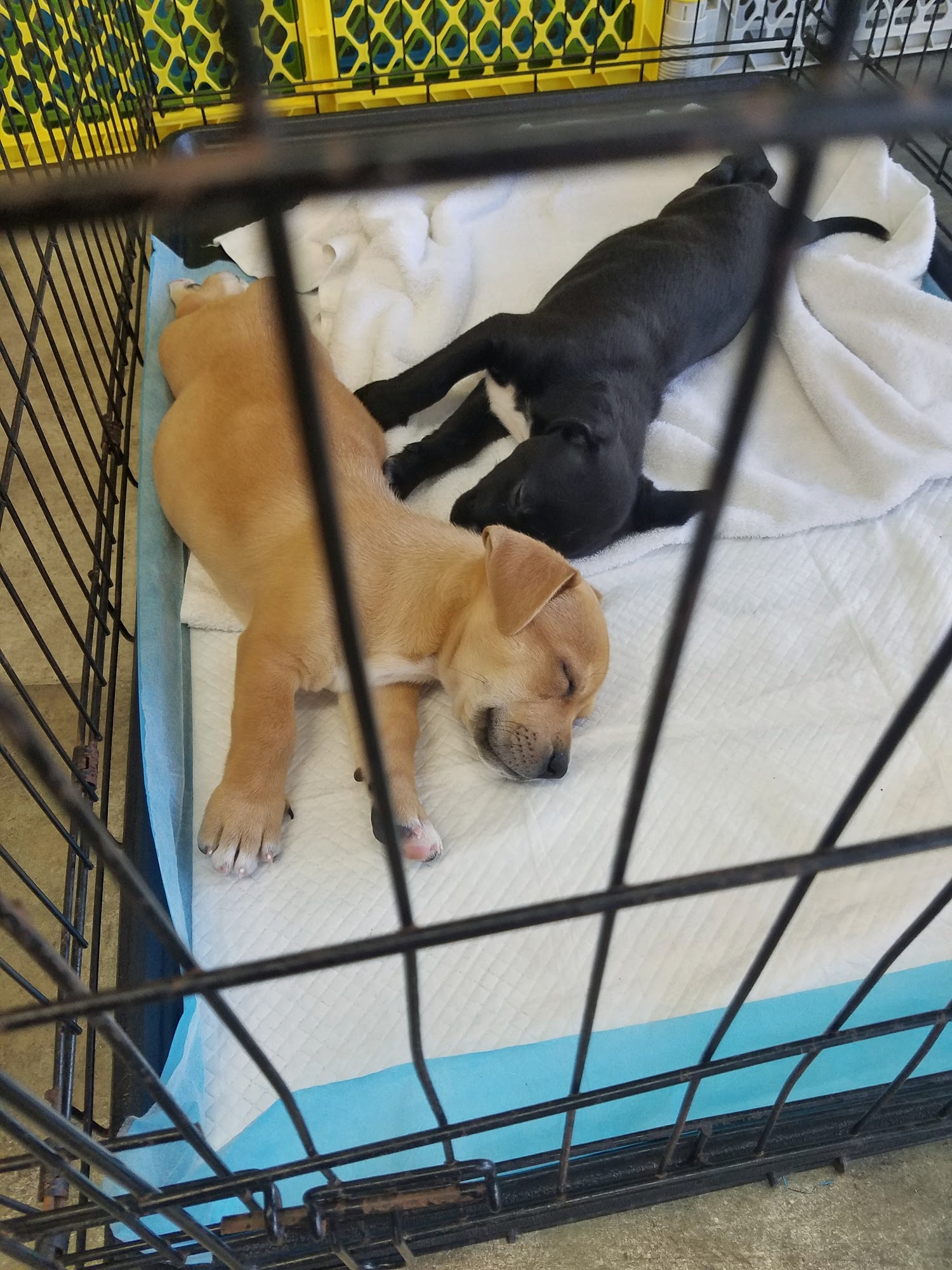 K-9 Angels Rescue Houston