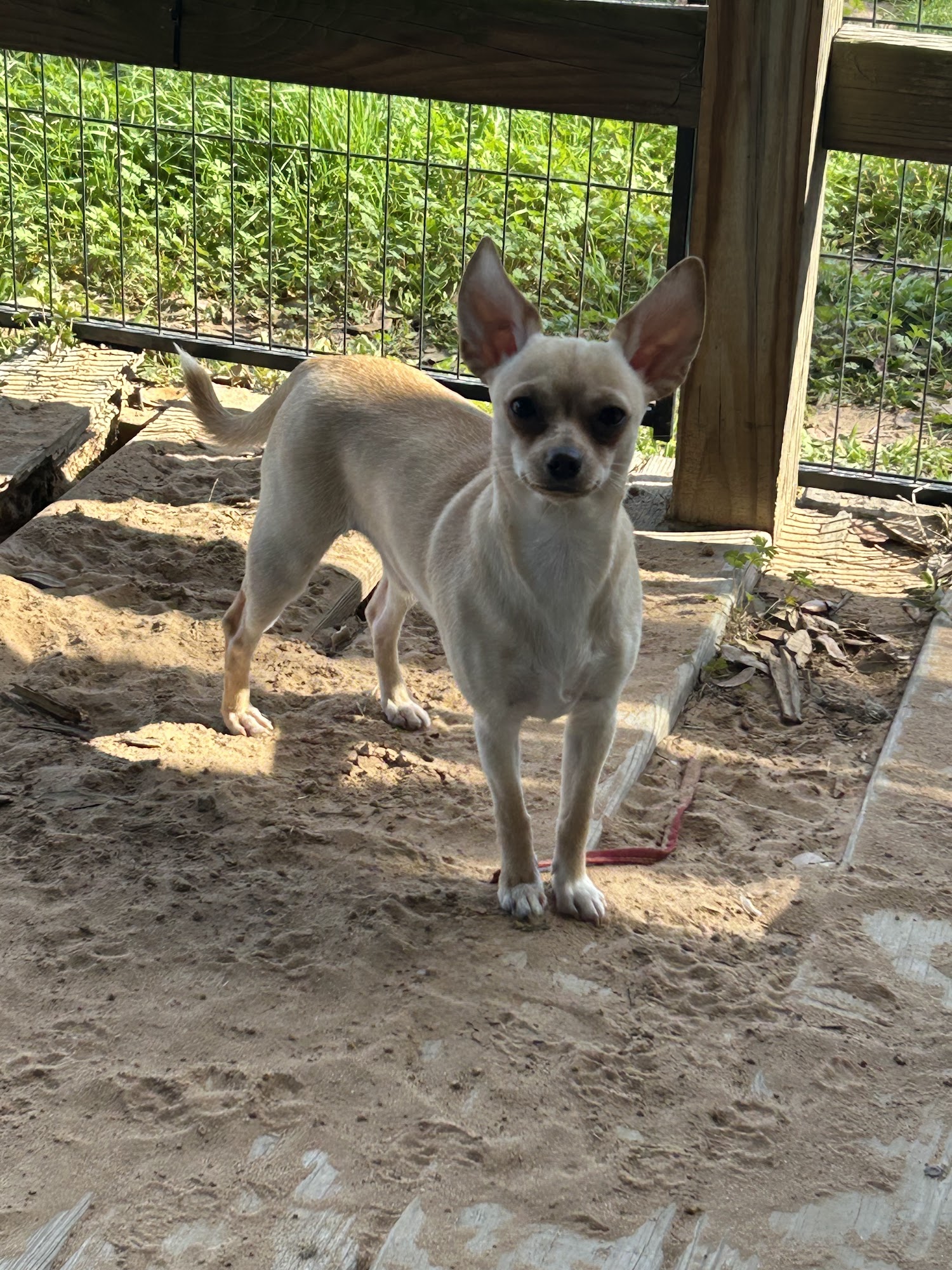 Tiny Jewel Pups Houston