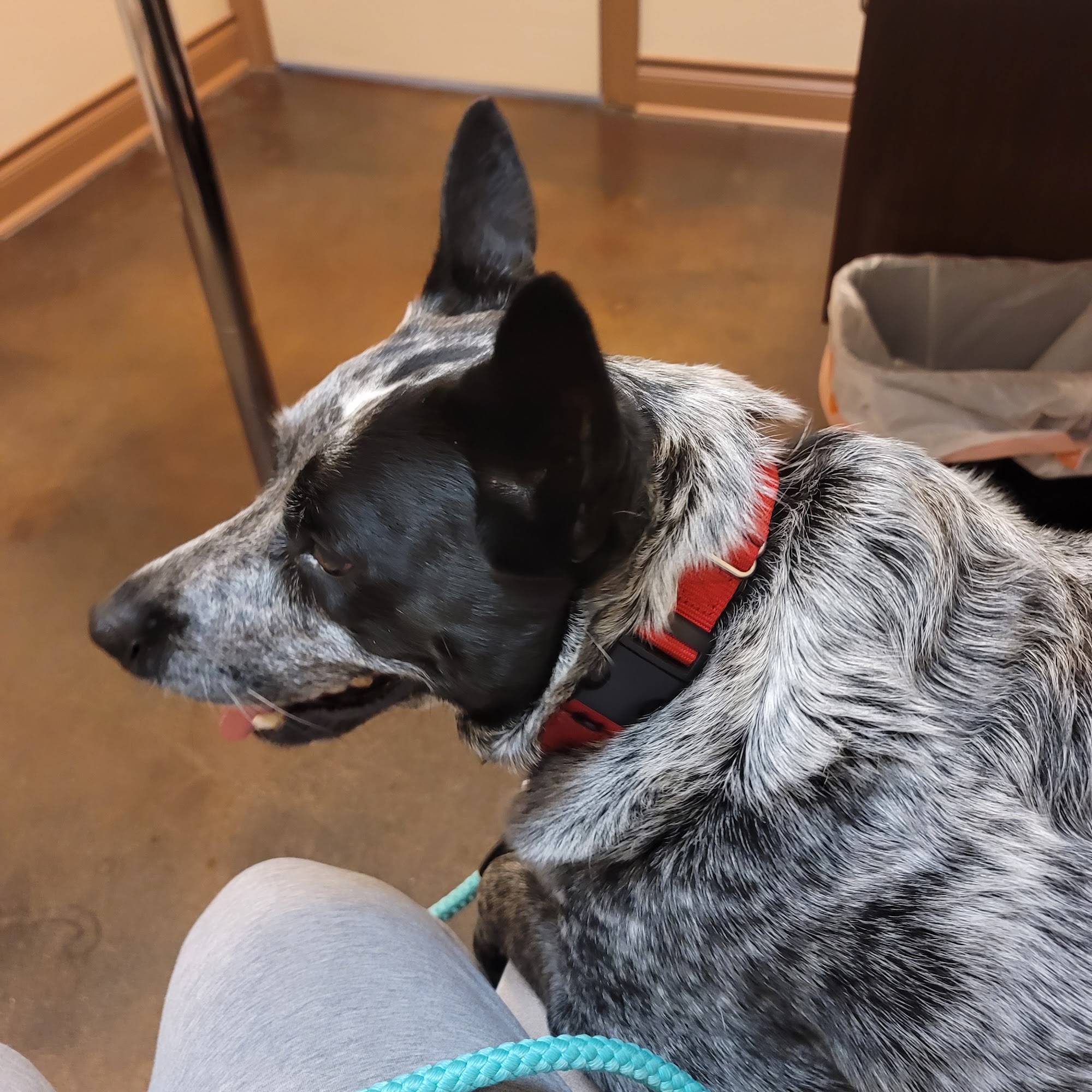 Animal Care Center-Lake Houston Huffman