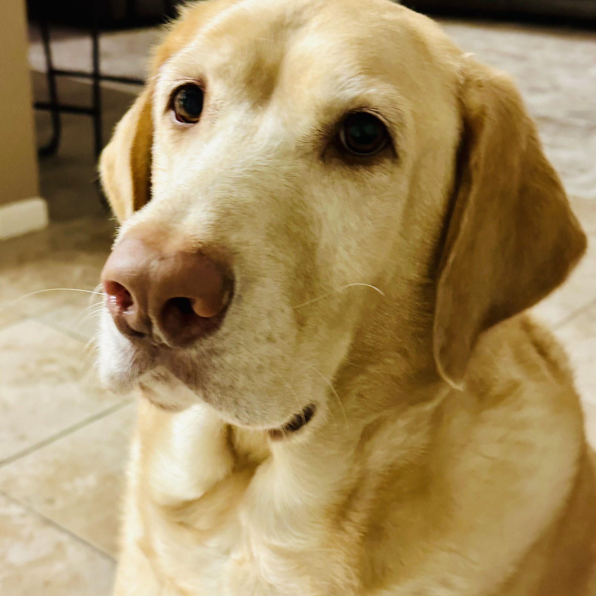 Atascocita Animal Hospital Humble