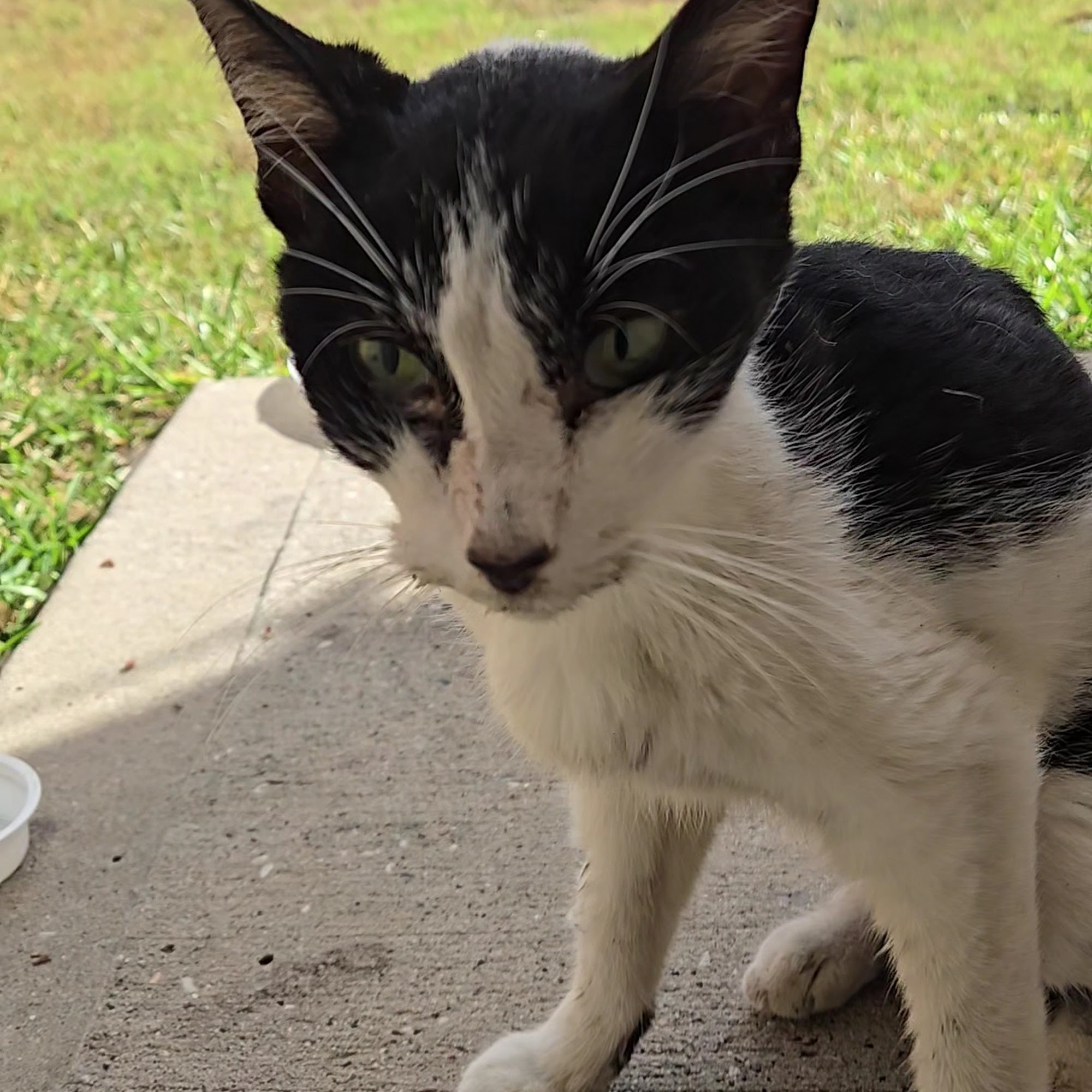 Eastex Veterinary Clinic Humble