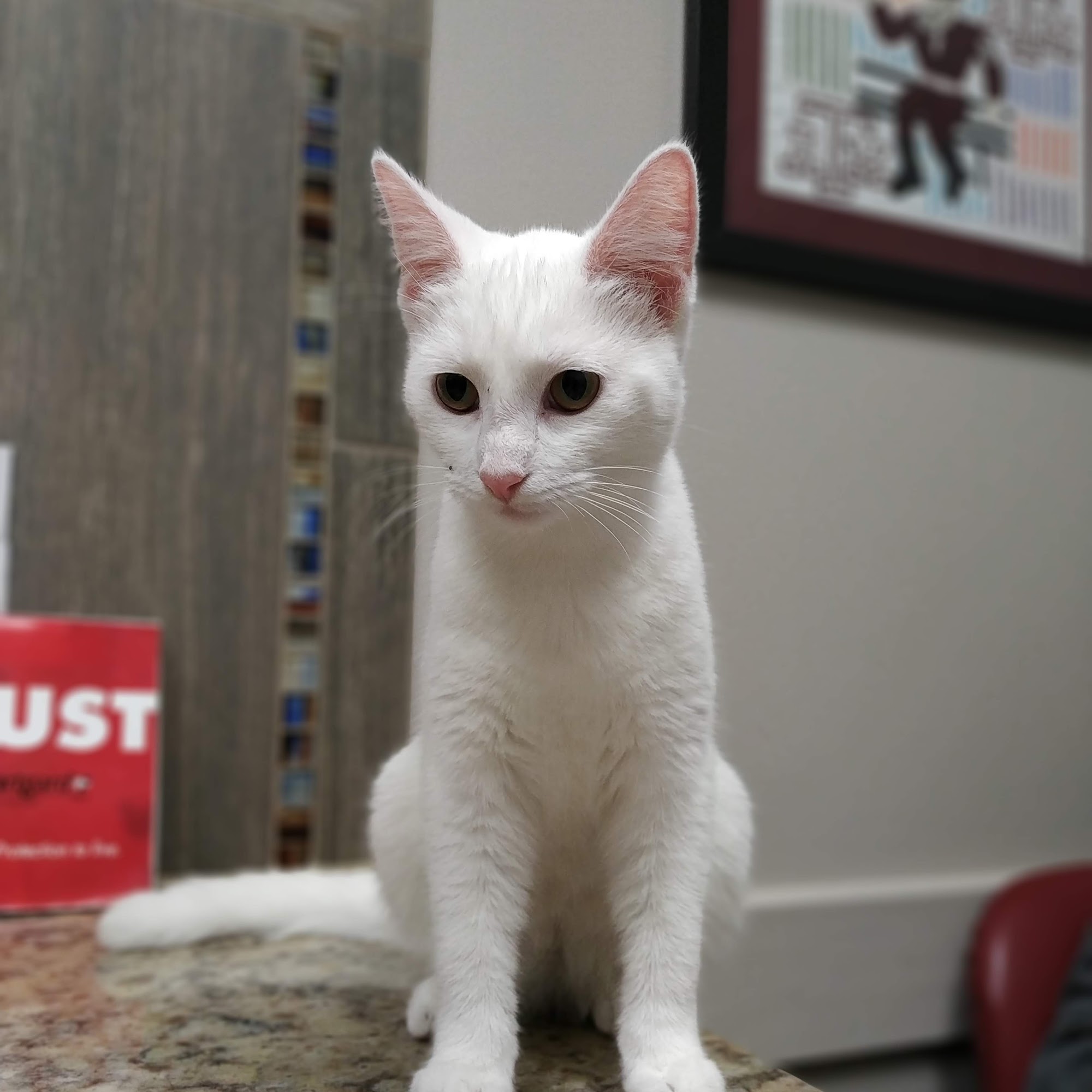 Atascazoo Animal Hospital Humble