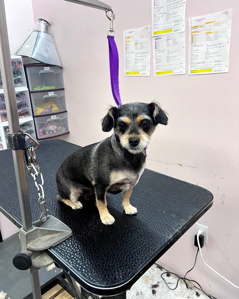 PomChi Paws Grooming & Resort, LLC Humble