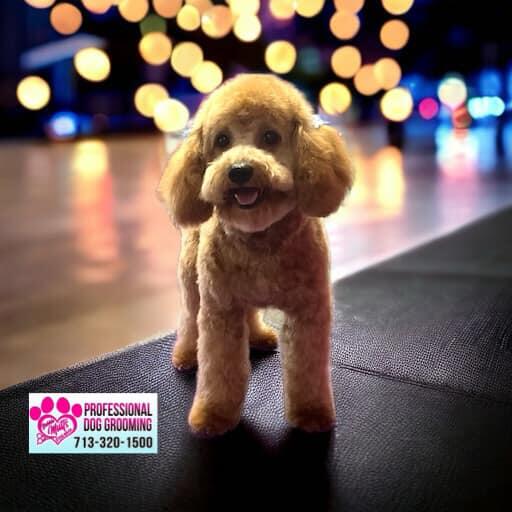 Bubble Mutts Dog Wash Humble