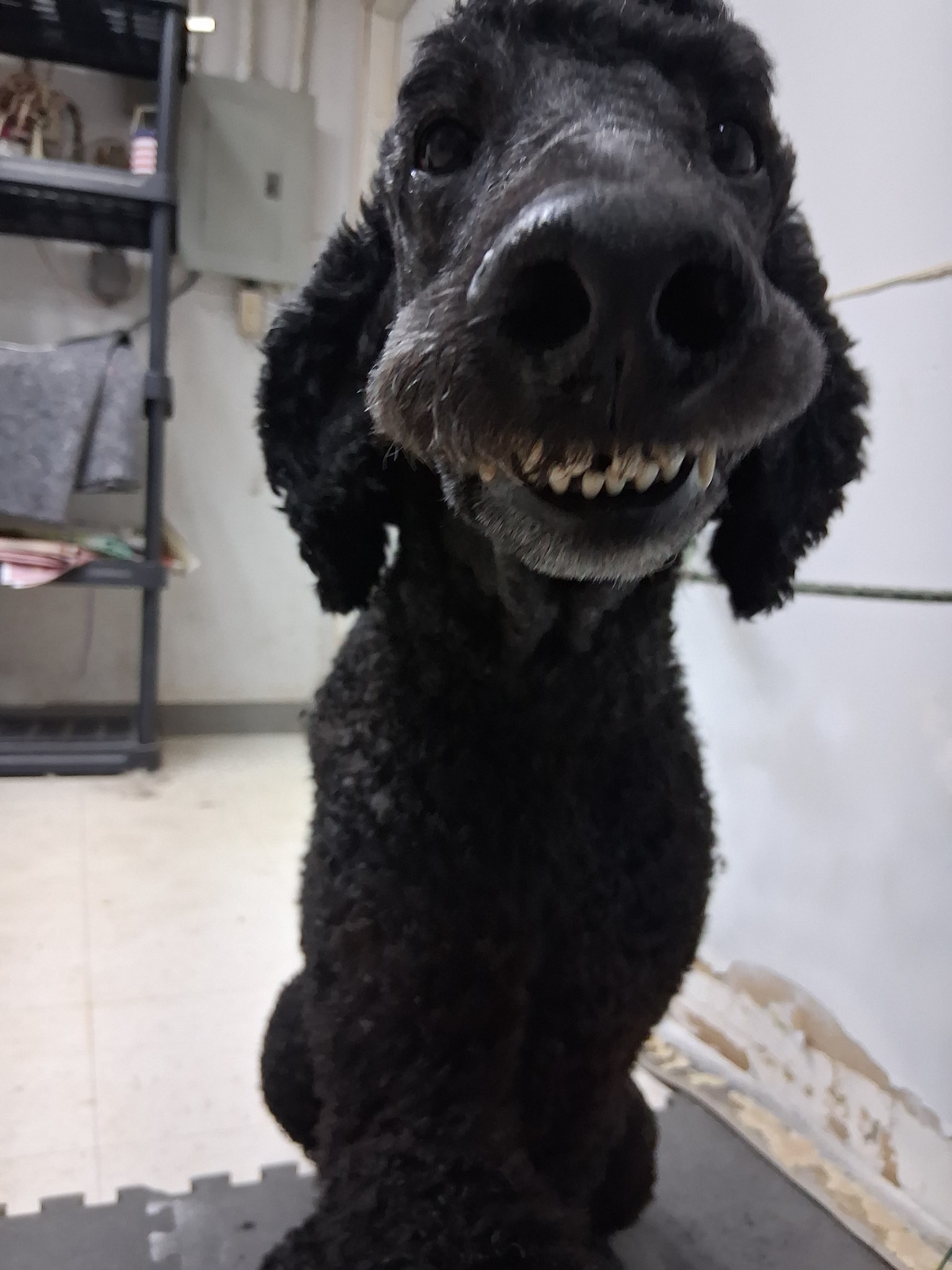 Wreckyard Dog Grooming Humble
