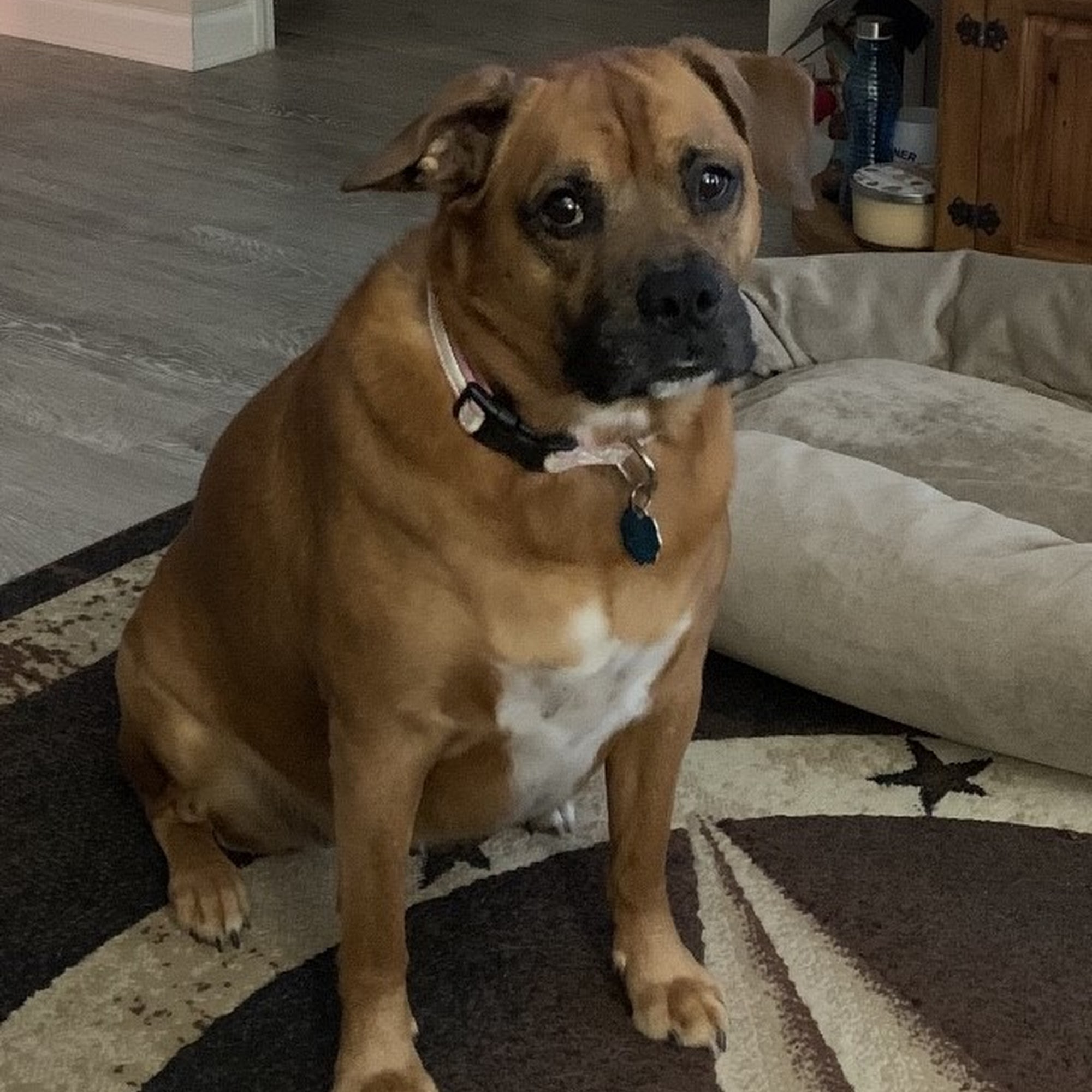 Magnolia Kennel Huntsville