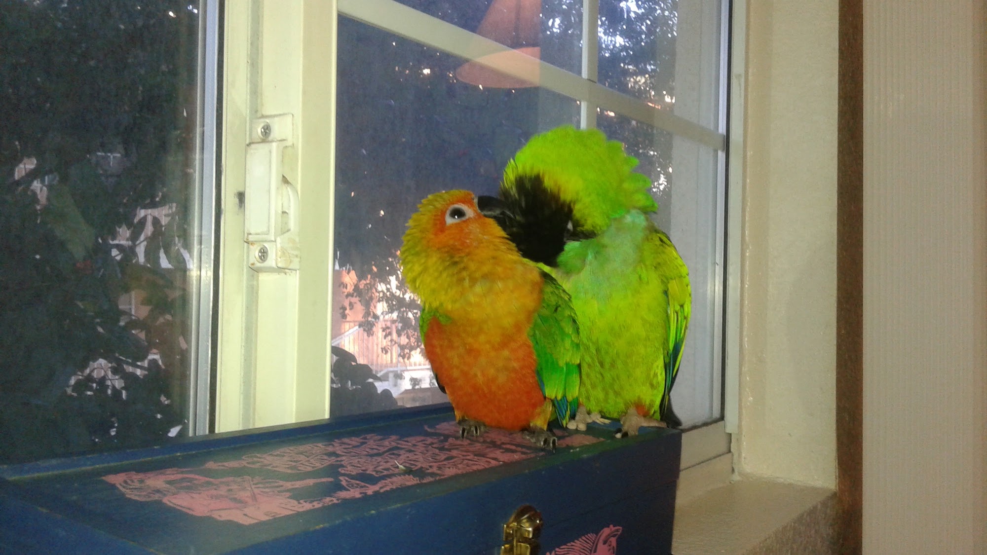 Pet Supplies Plus Hurst Hurst