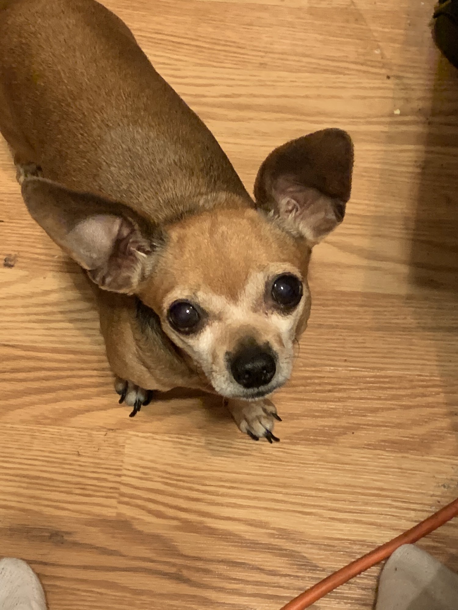 Hurst Animal Clinic Hurst