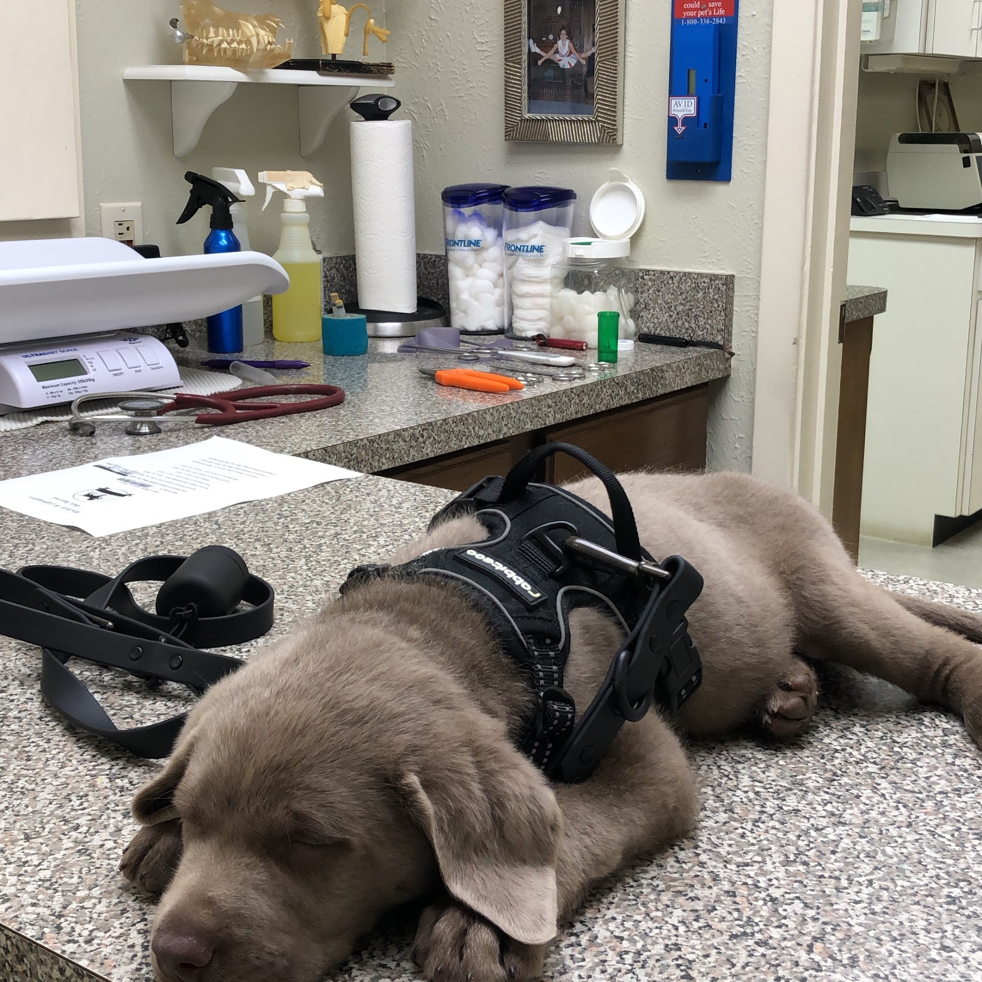 Moses Animal Clinic Hurst