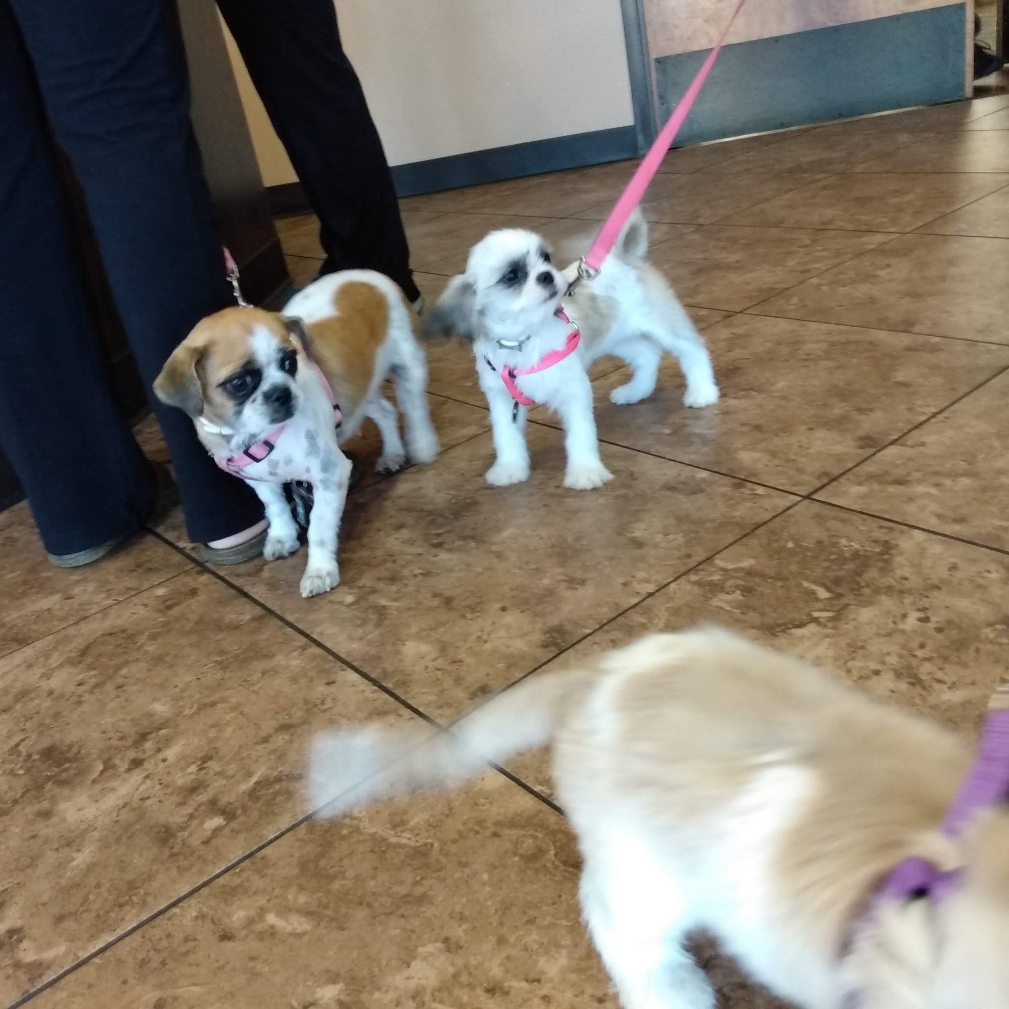 Texas Coalition for Animal Protection Hurst