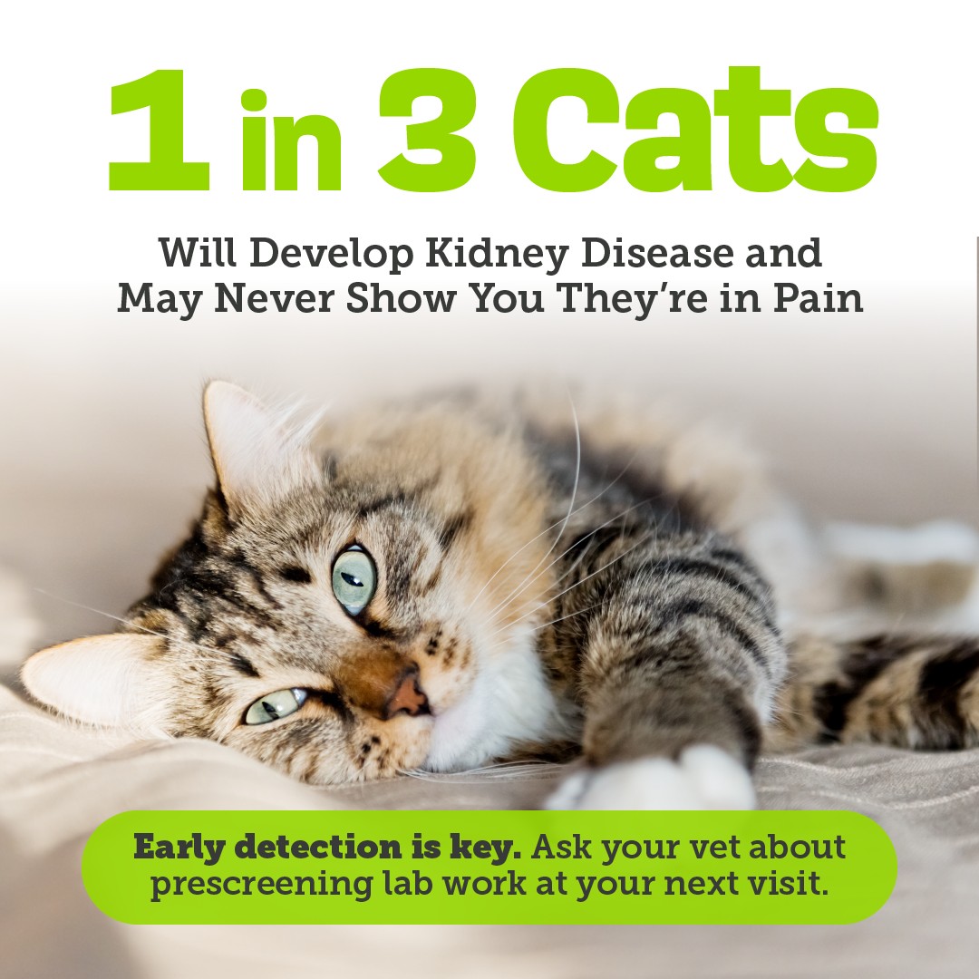 Thrive Pet Healthcare Hurst