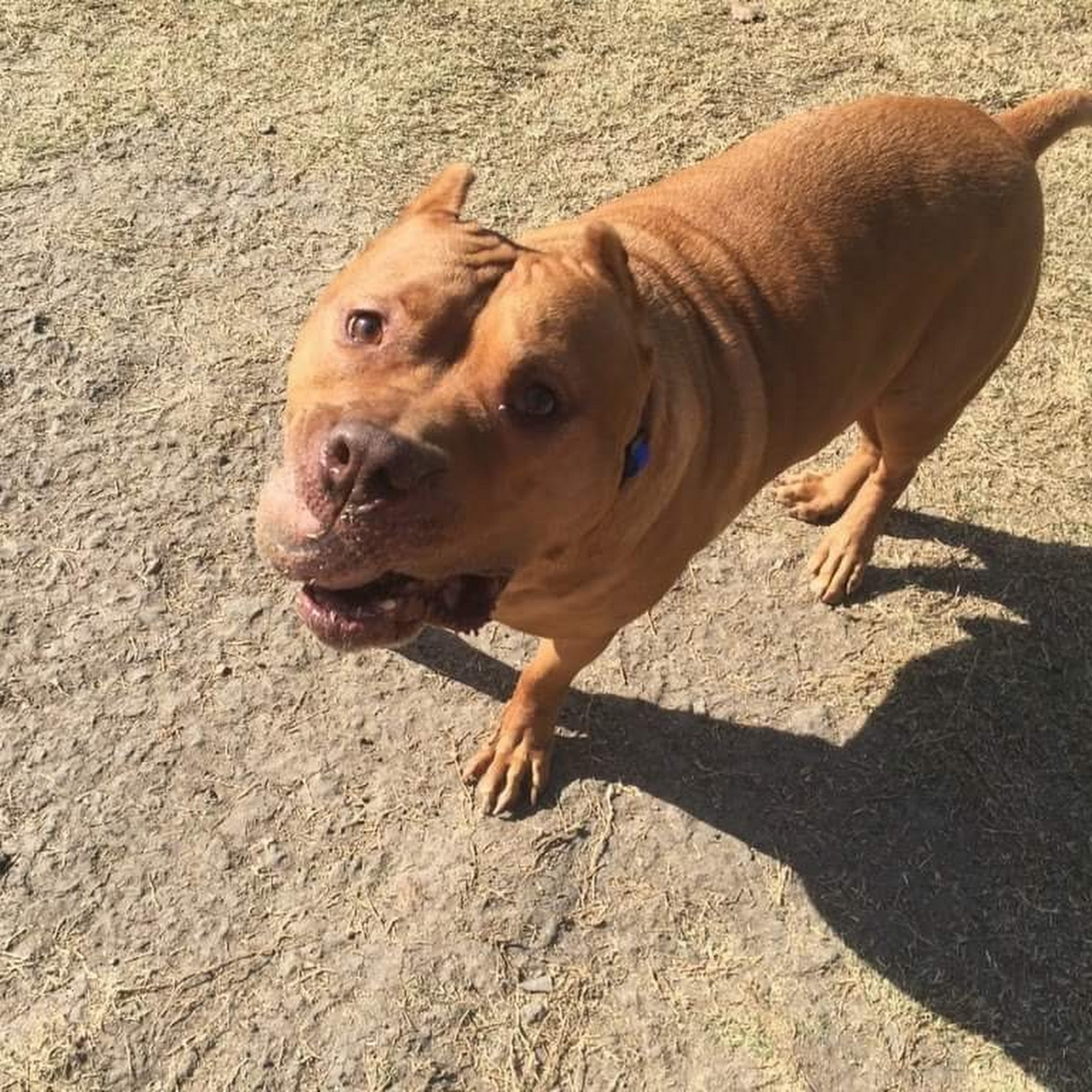 Pup Hub Dog Boarding Hurst