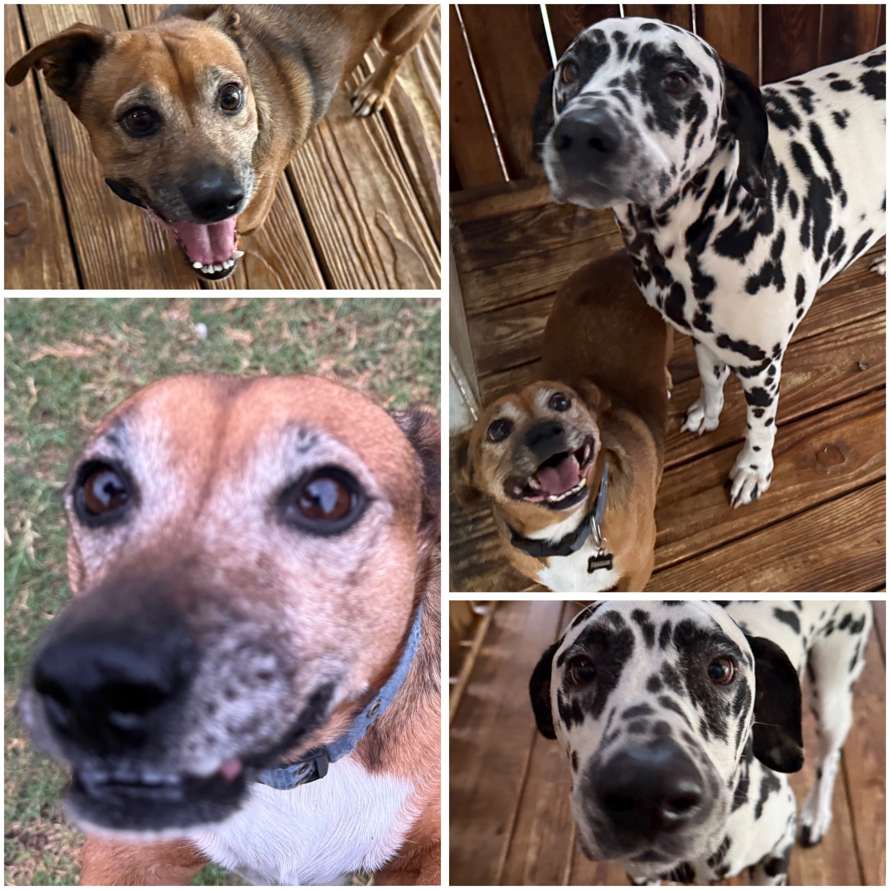 Pup Hub Dog Boarding Hurst