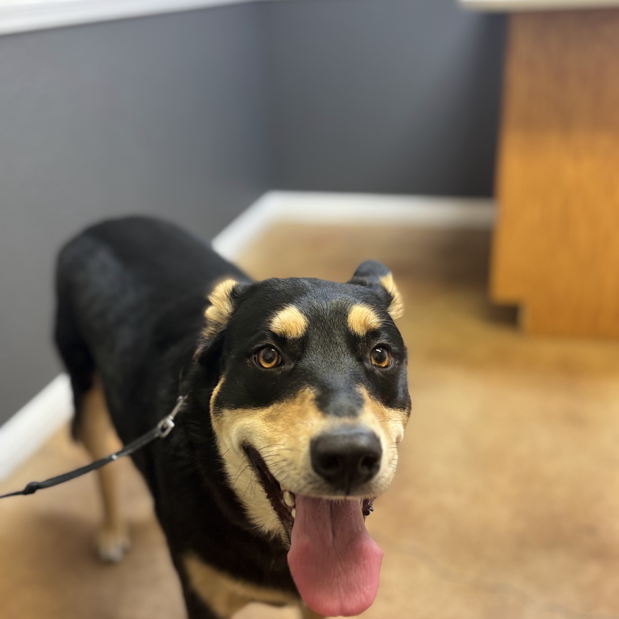 Hutto Veterinary Clinic Hutto