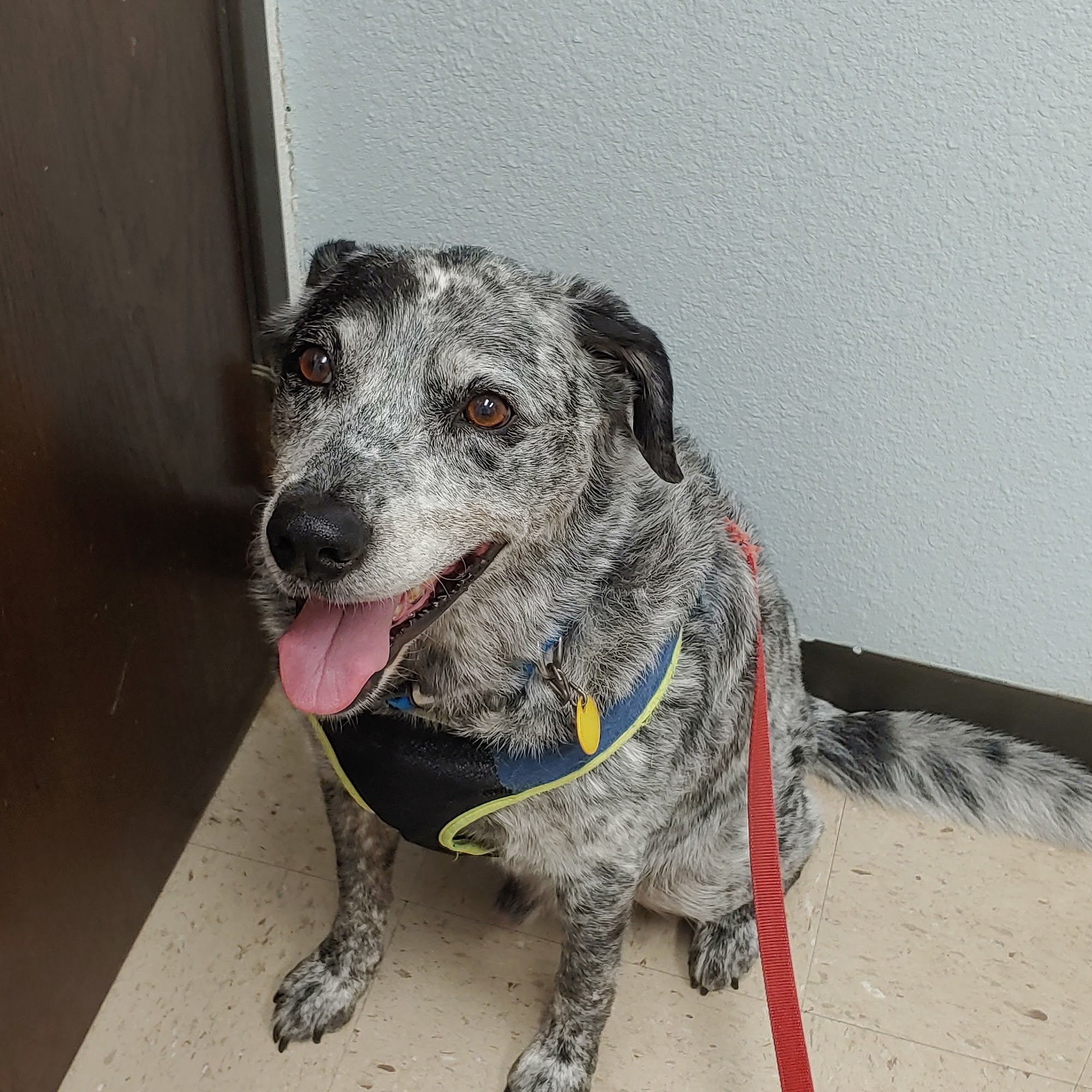 Buena Vista Animal Clinic Irving