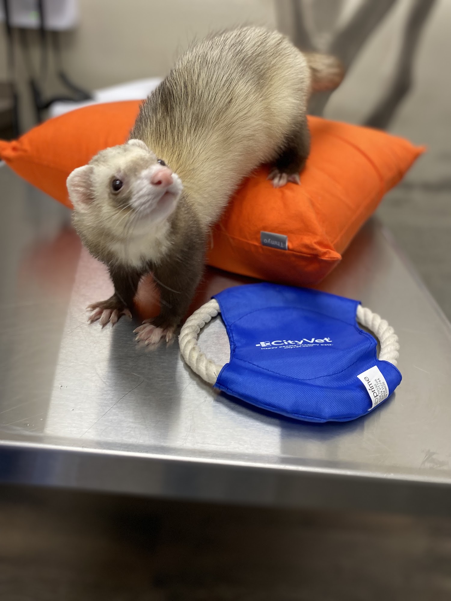 CityVet - Las Colinas Irving