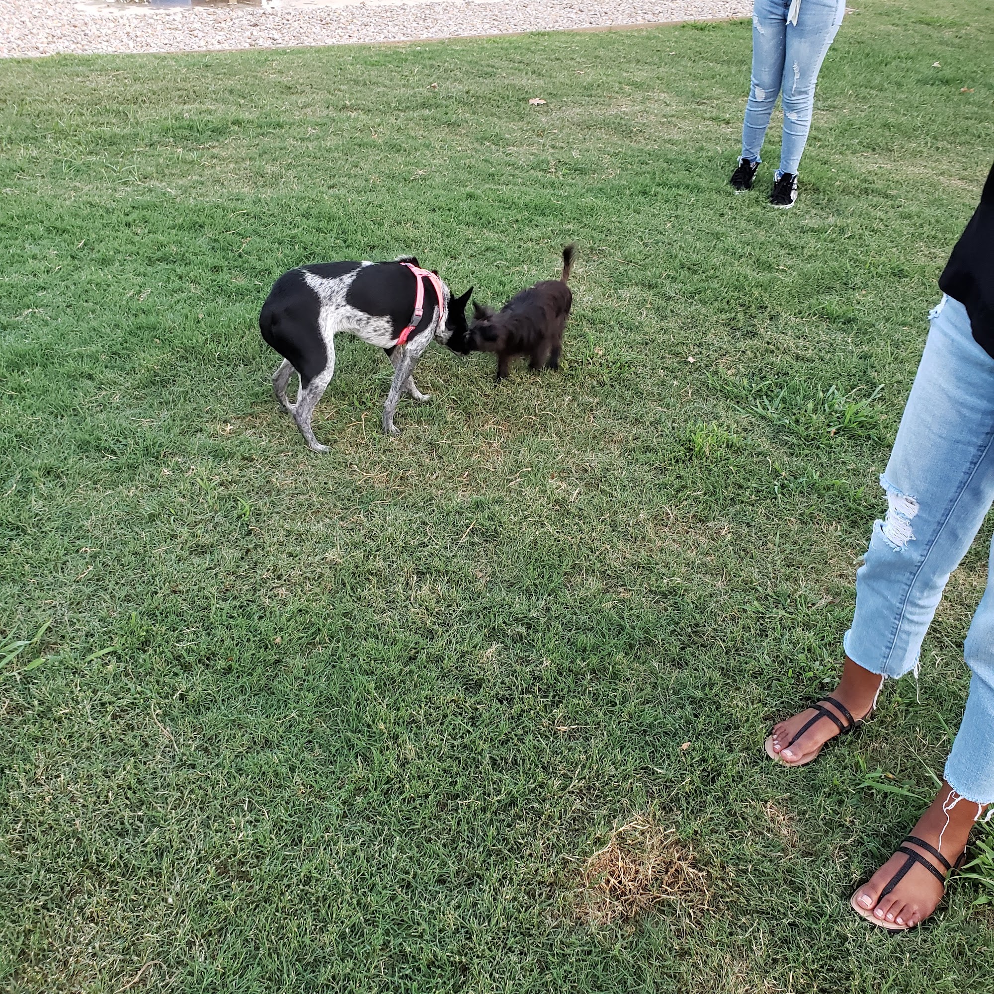 Irving Dog Park Irving