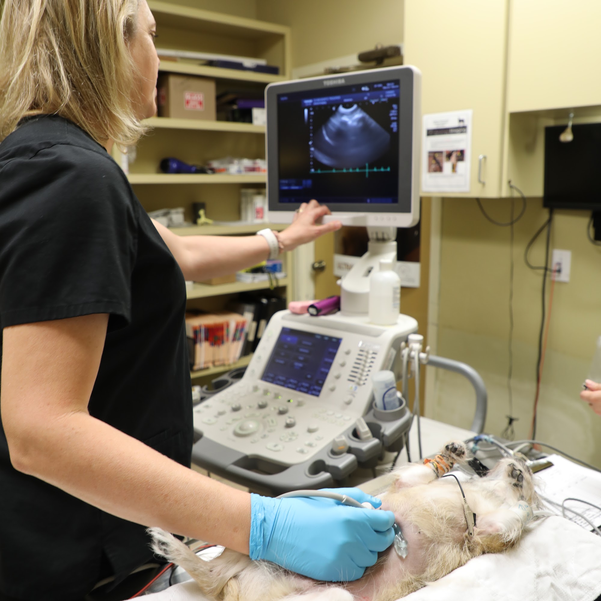 Animal Imaging Irving