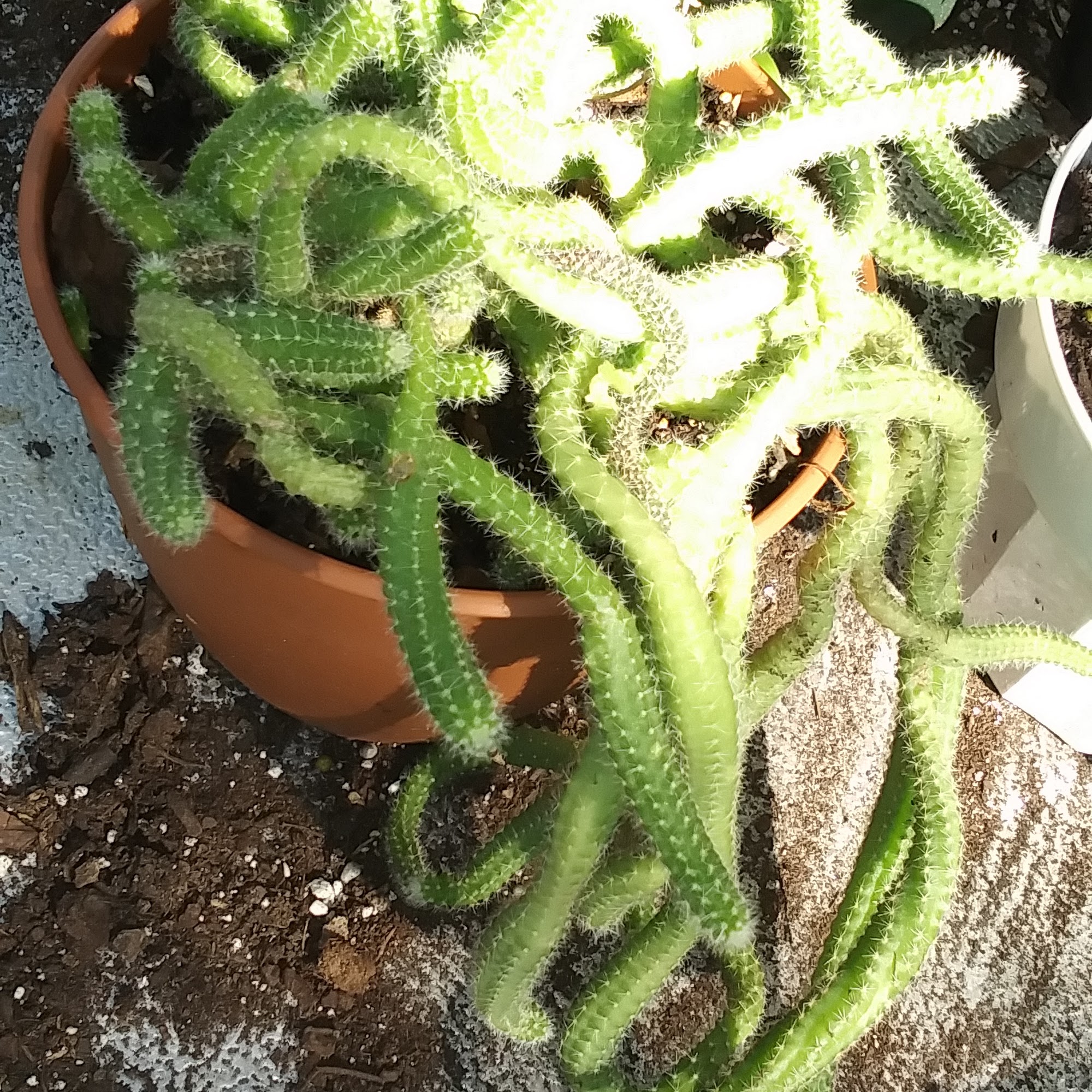 SKO GreenGoods Irving