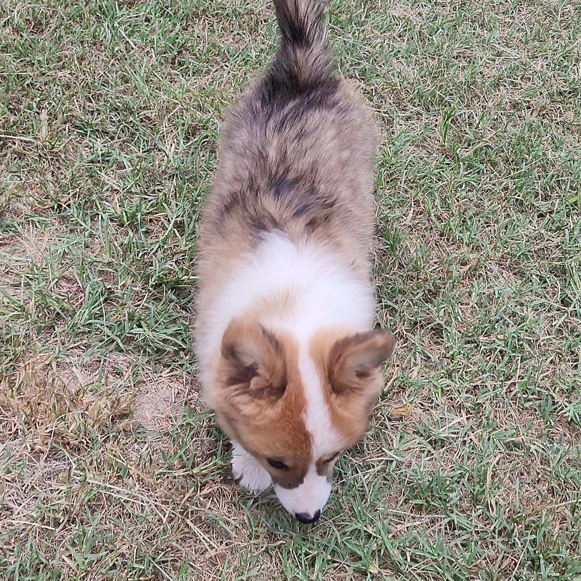 ArmnalegRanch Jacksonville