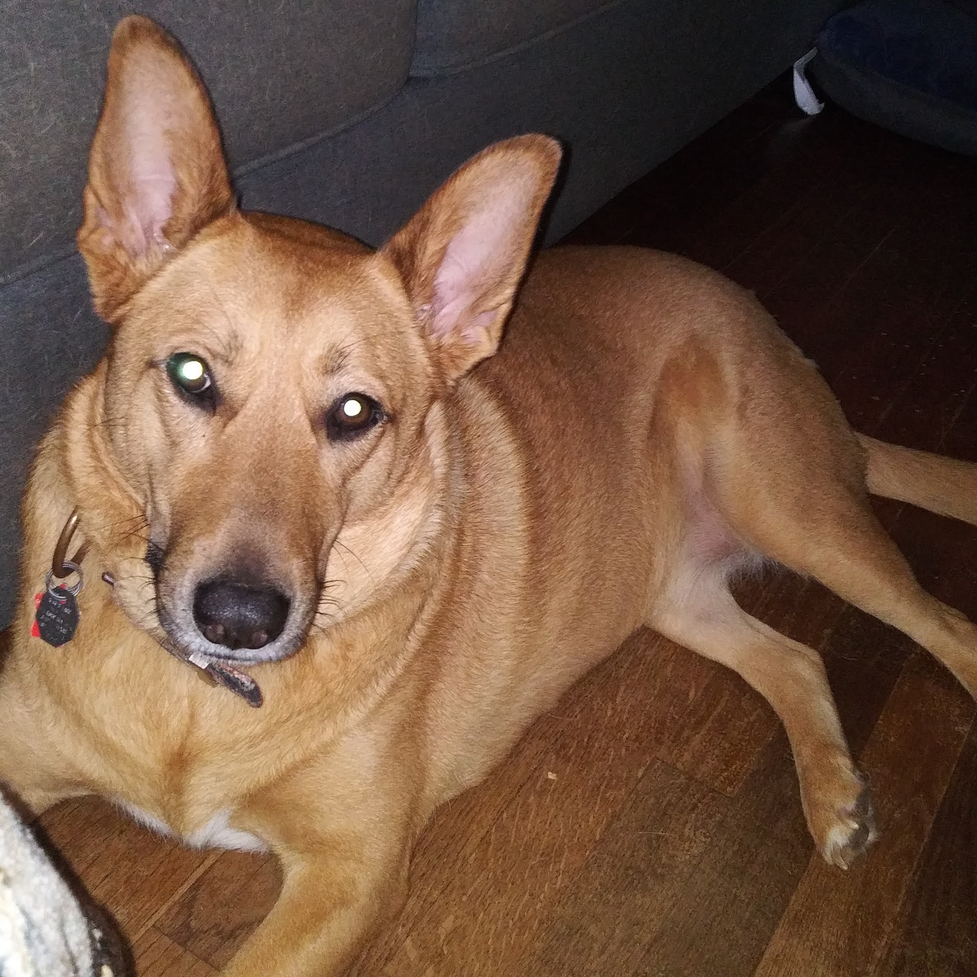 Lakes Area Veterinary Hospital Jasper