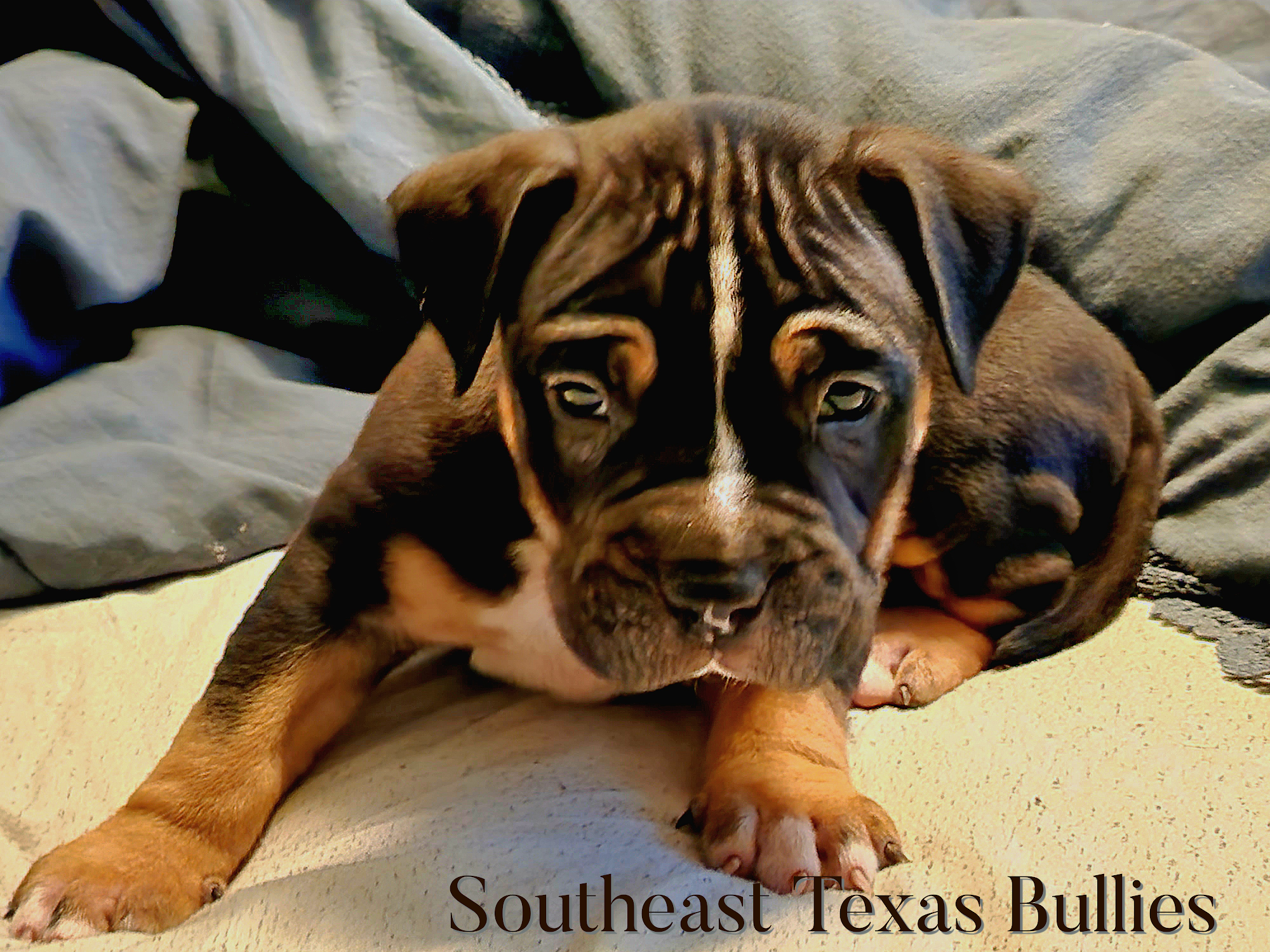 Southeast Texas Bullies Jasper