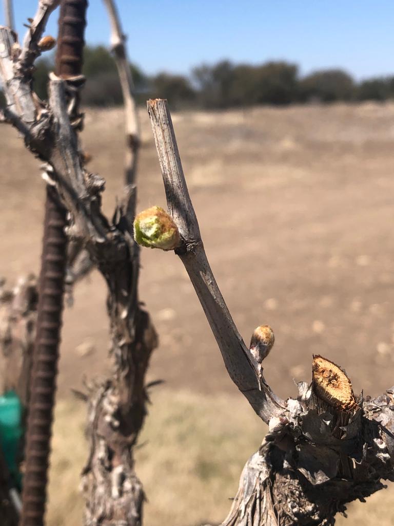 Westcave Cellars Winery & Brewery Johnson City