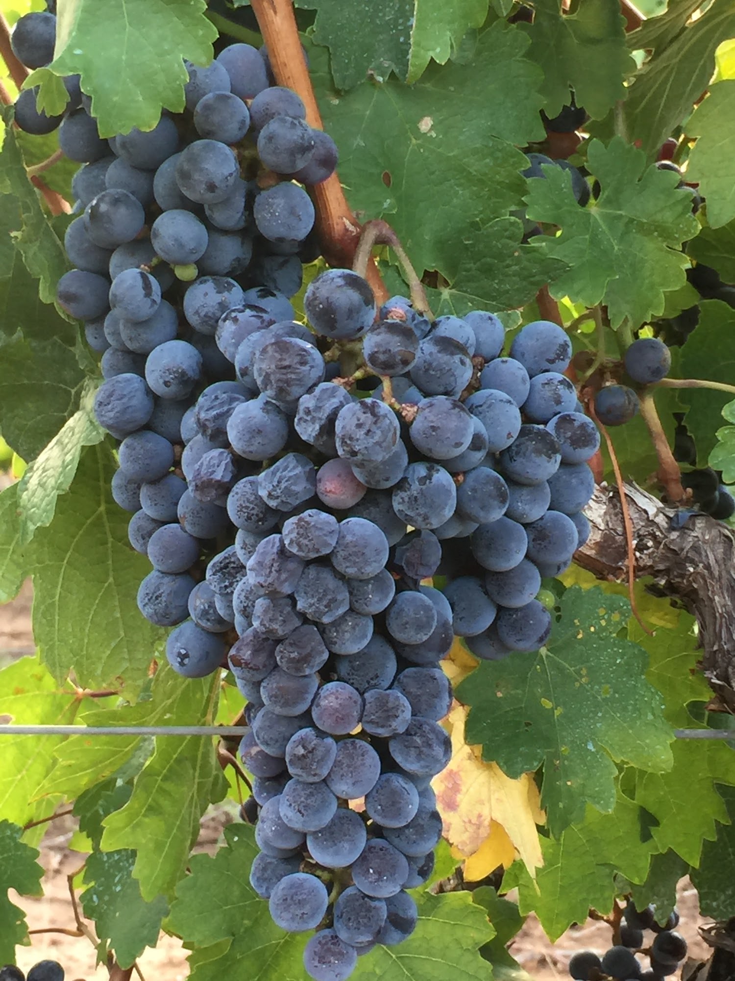 Texas Hills Vineyard Johnson City