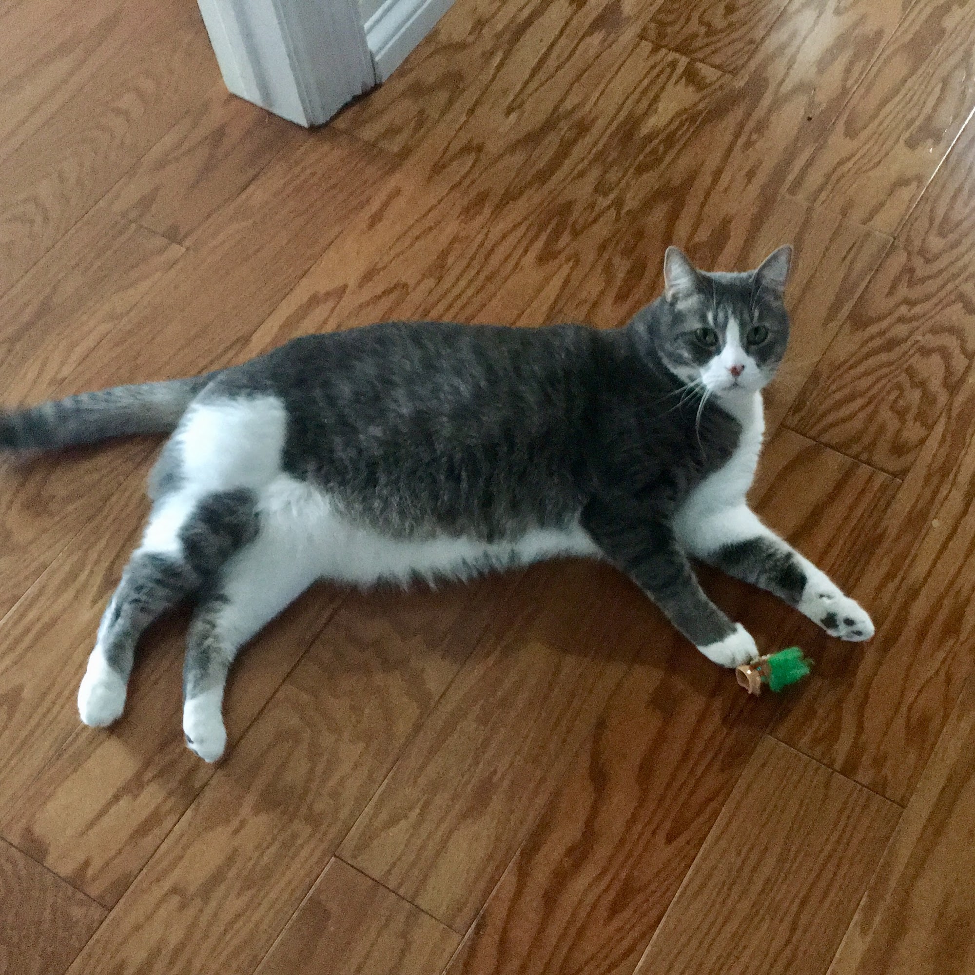 Joshua Animal Clinic Joshua