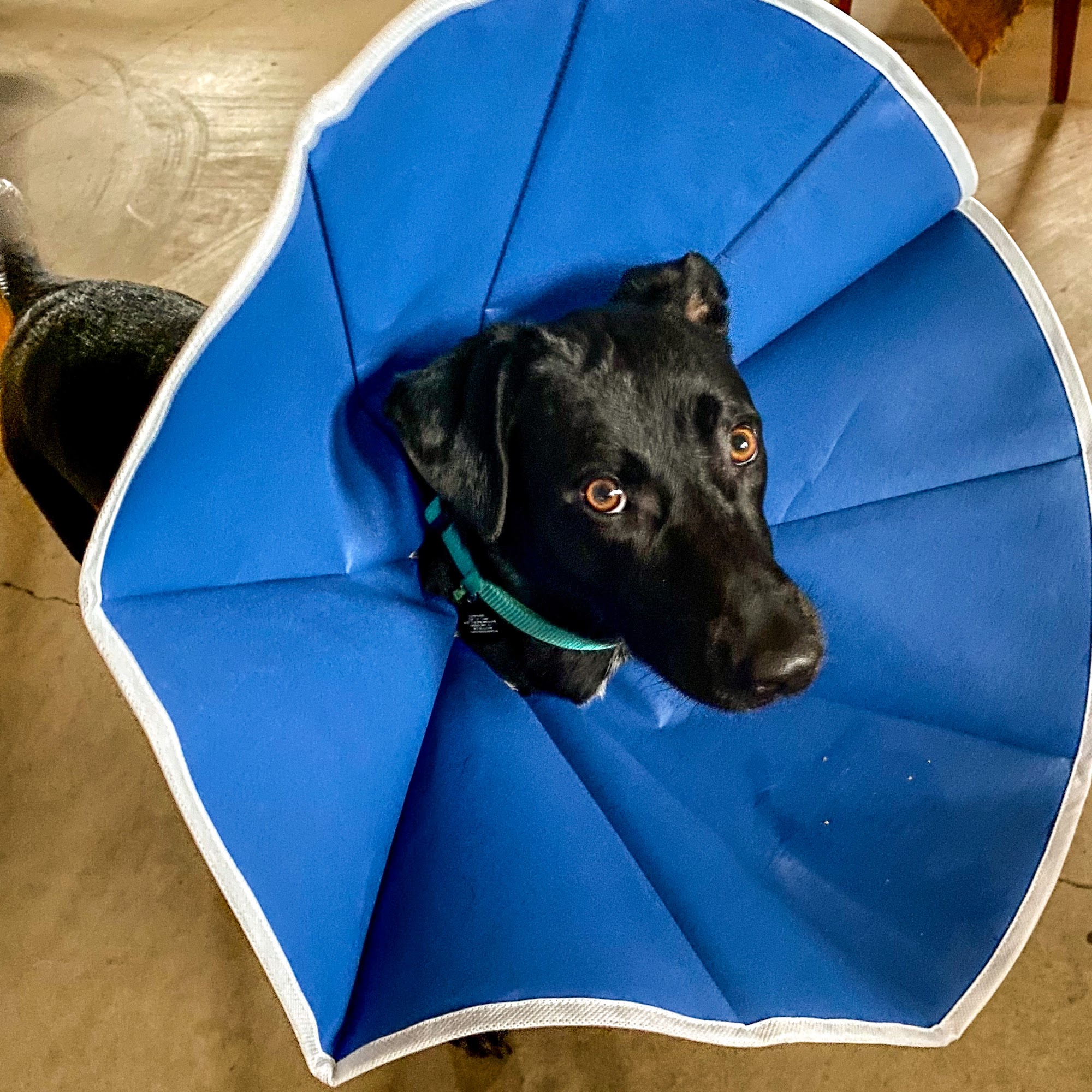 Running V Veterinary Clinic Junction