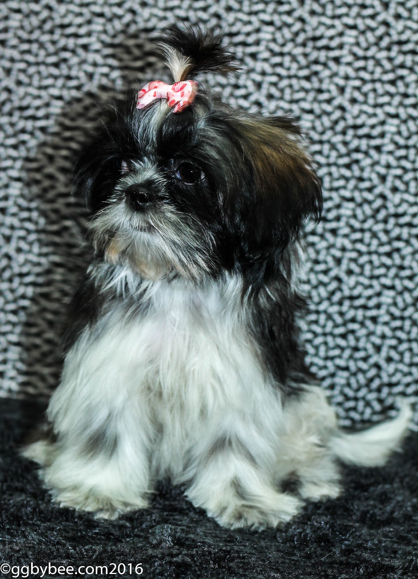 Gorgeous Grooming Ranch Justin