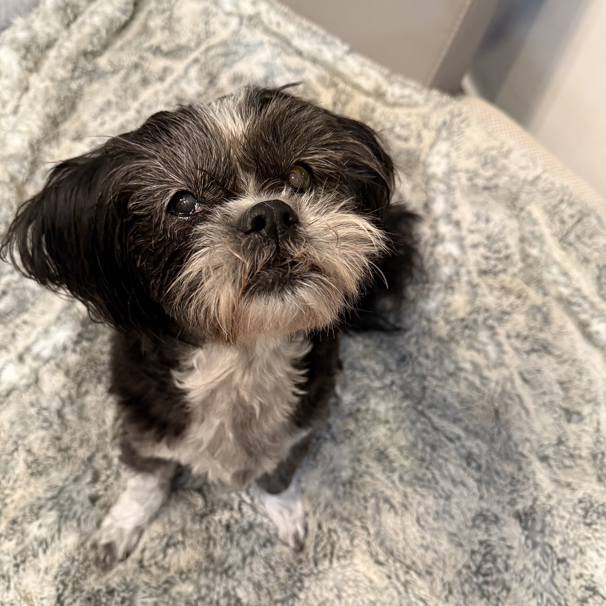 Fry Road Animal Clinic Katy