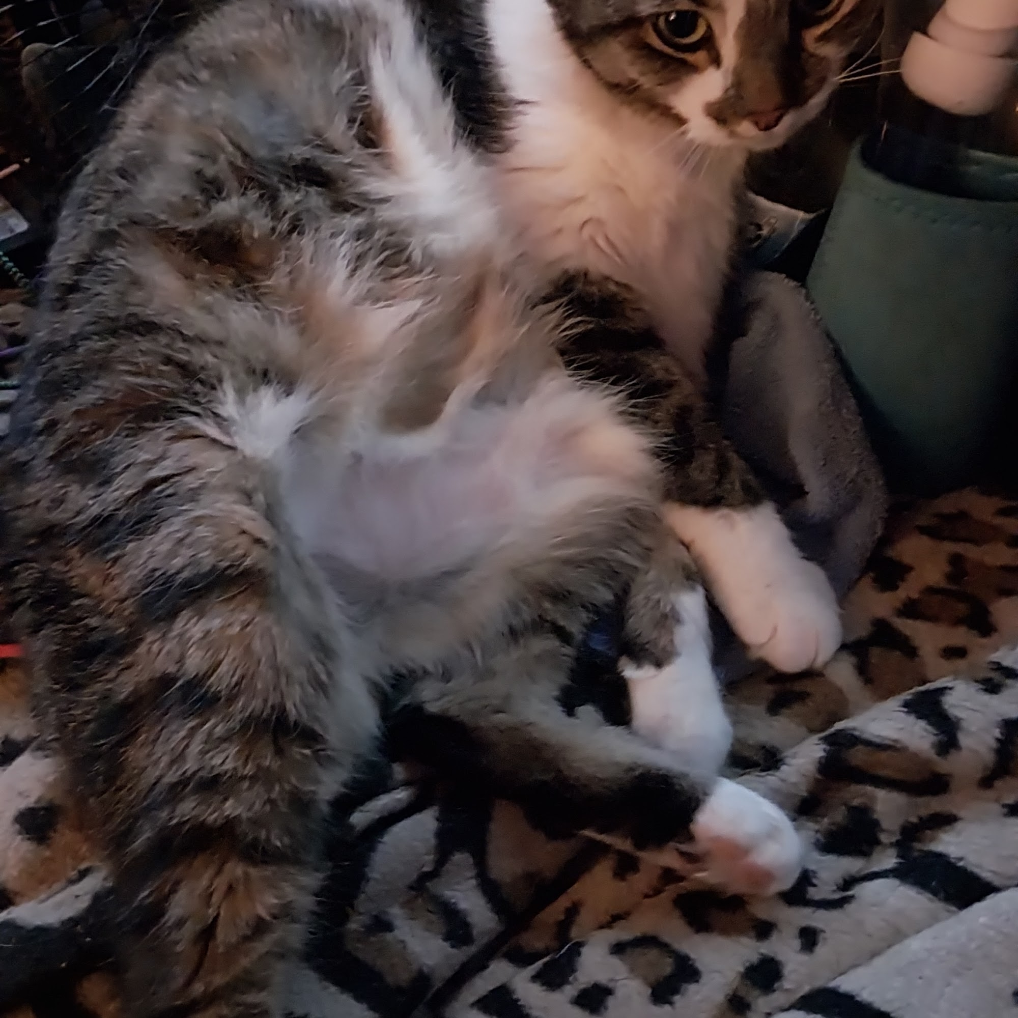 Mayde Creek Animal Health Center Katy