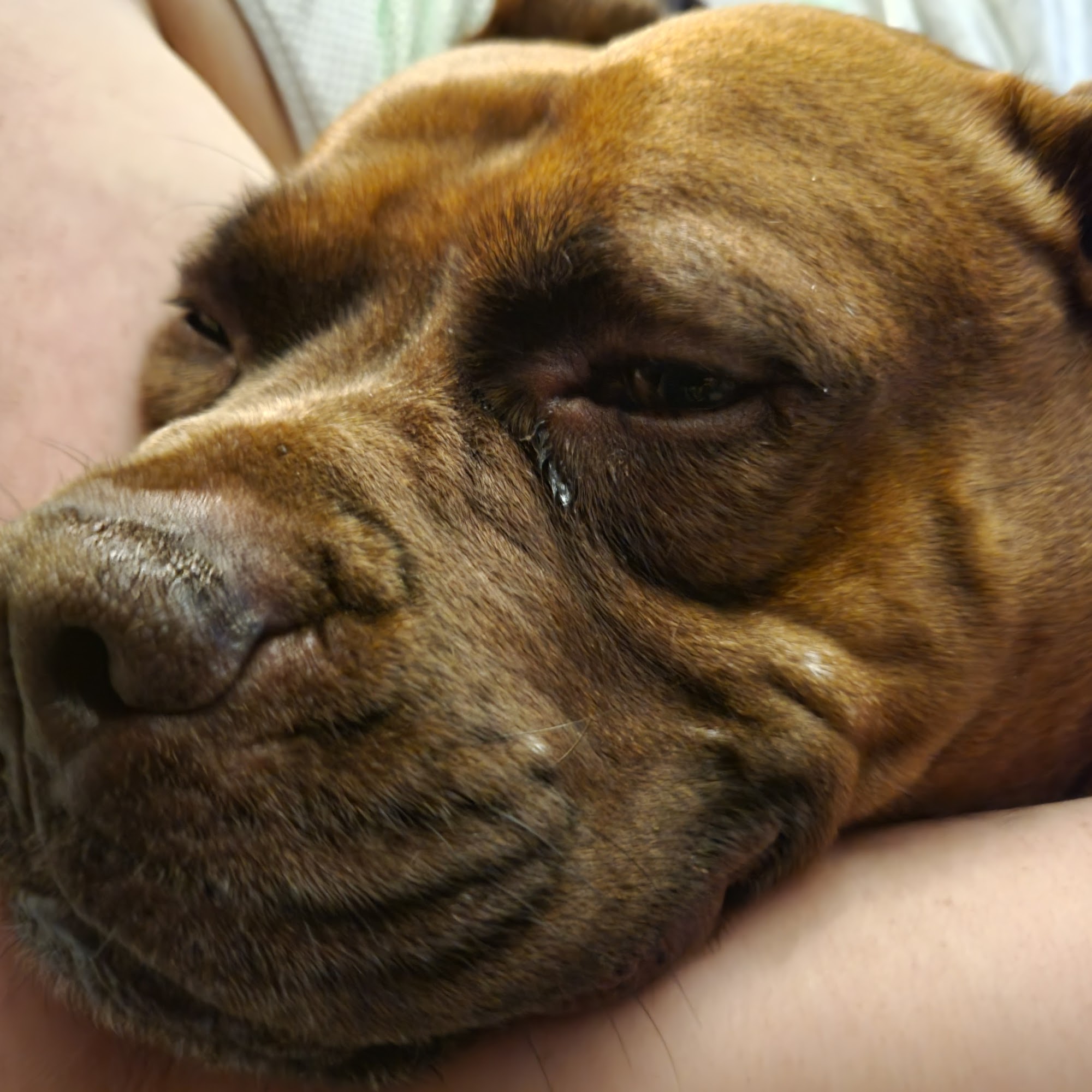 Mason Road Veterinary Clinic Katy