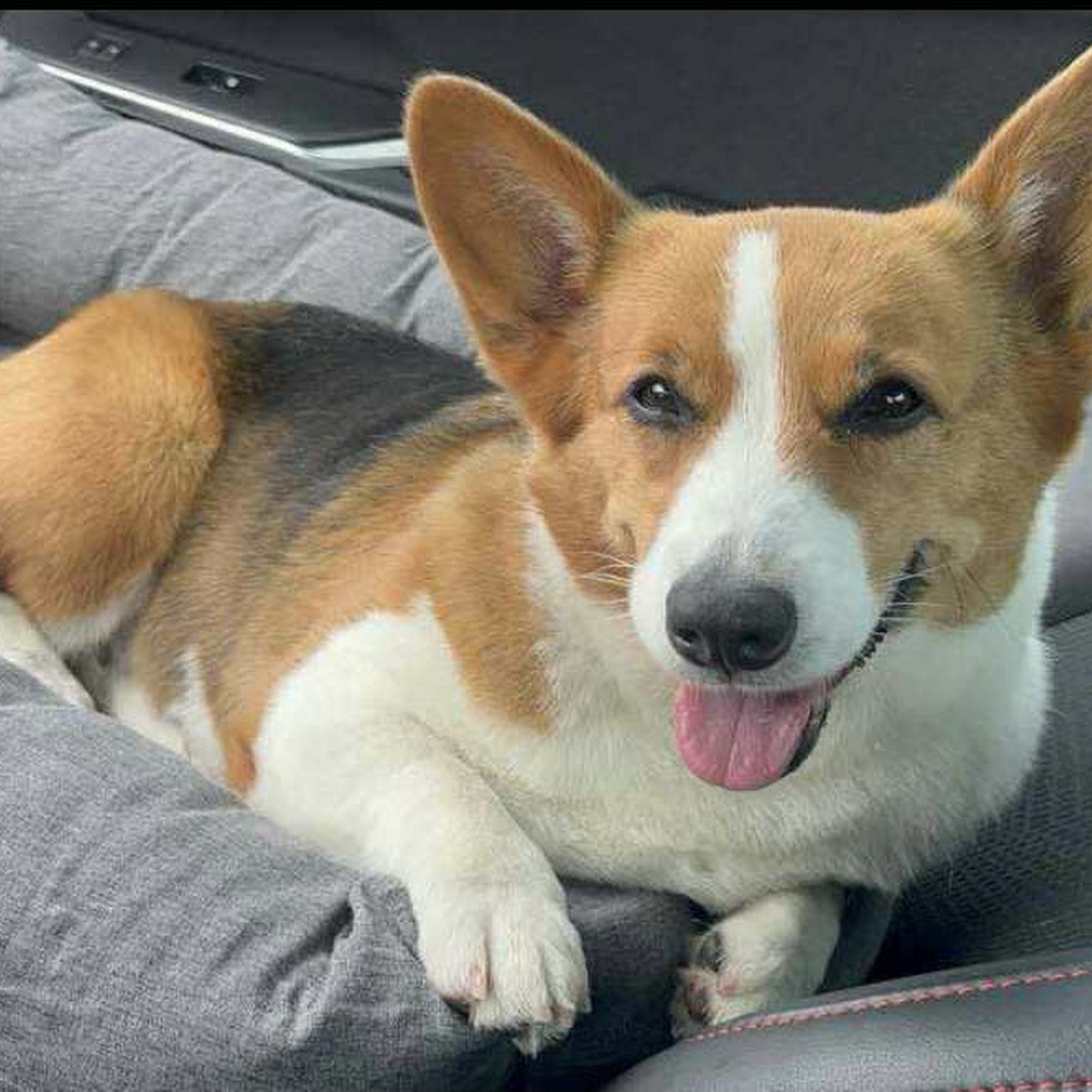 Pet Medical Center of Katy Katy