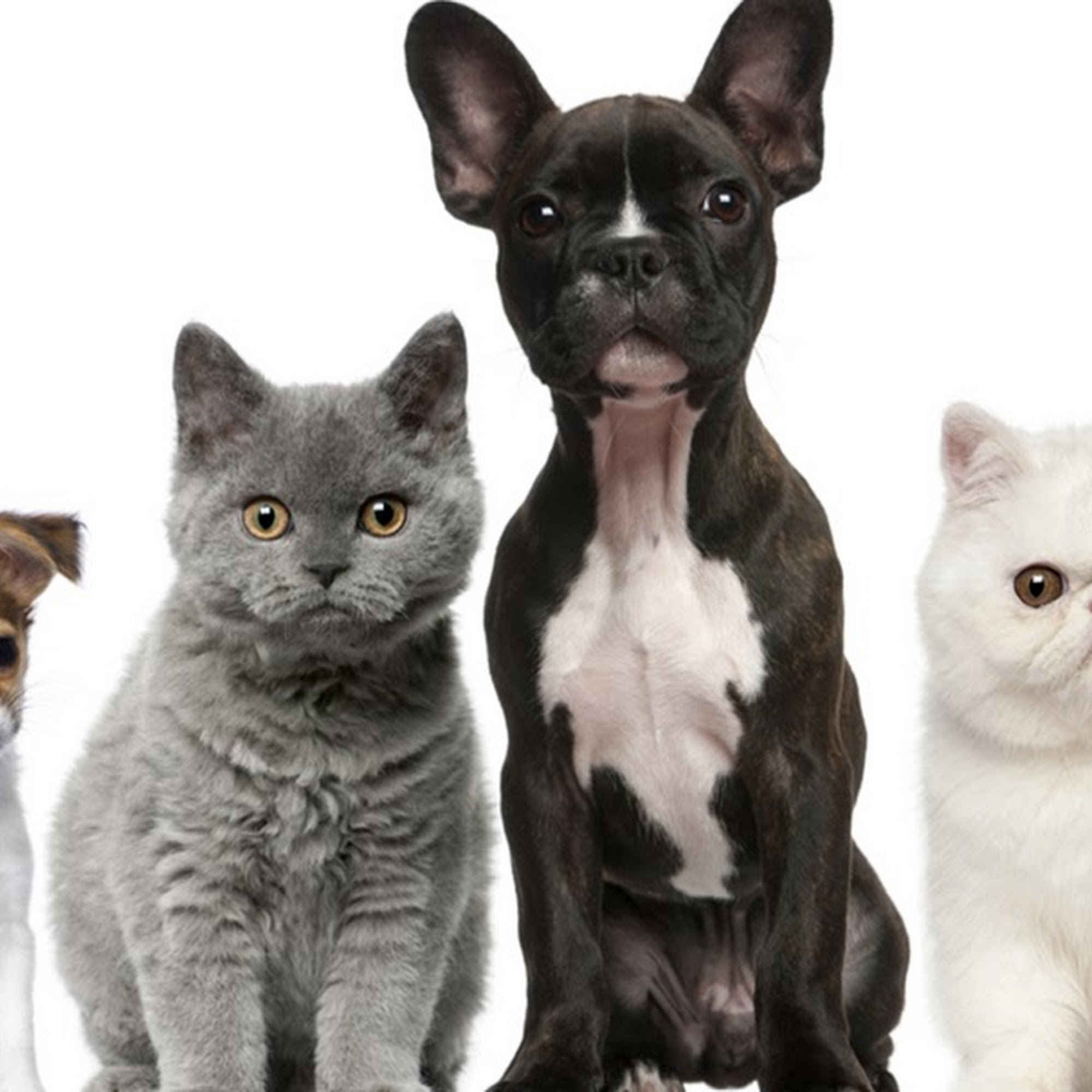 Katy Pet Wellness Solutions Katy