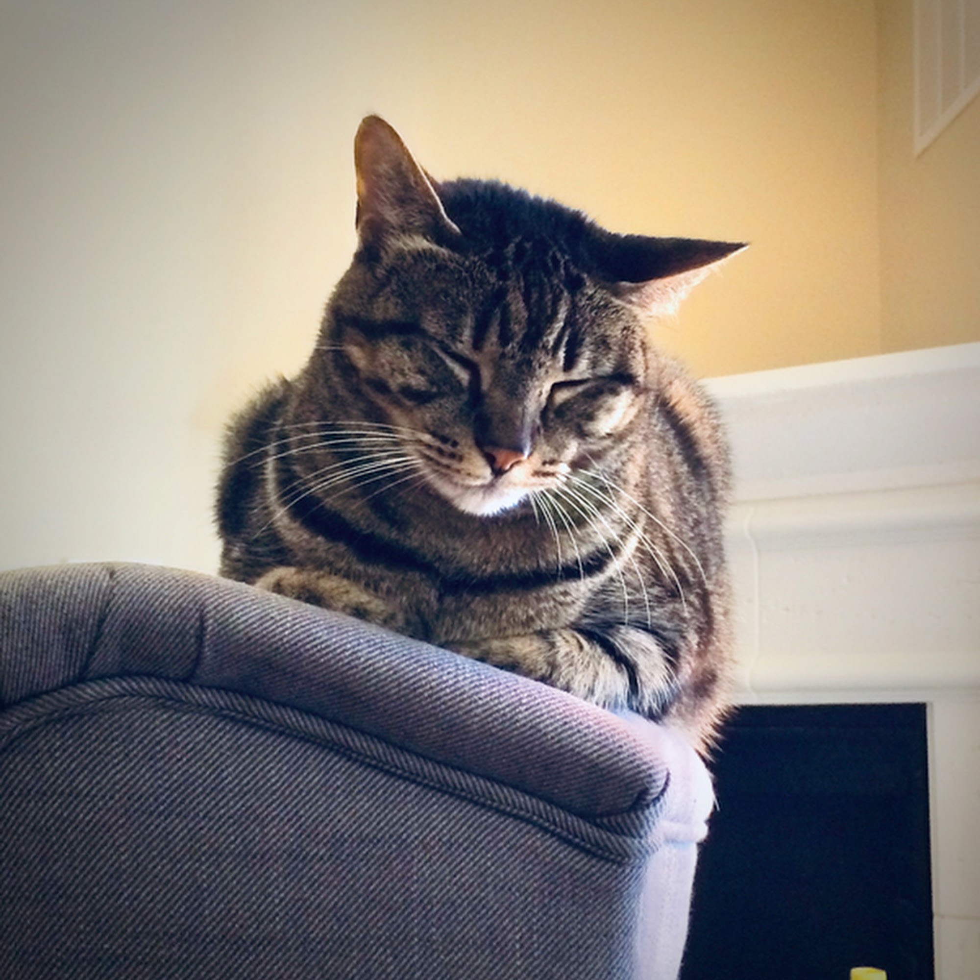 Cinco Ranch Veterinary Hospital Katy