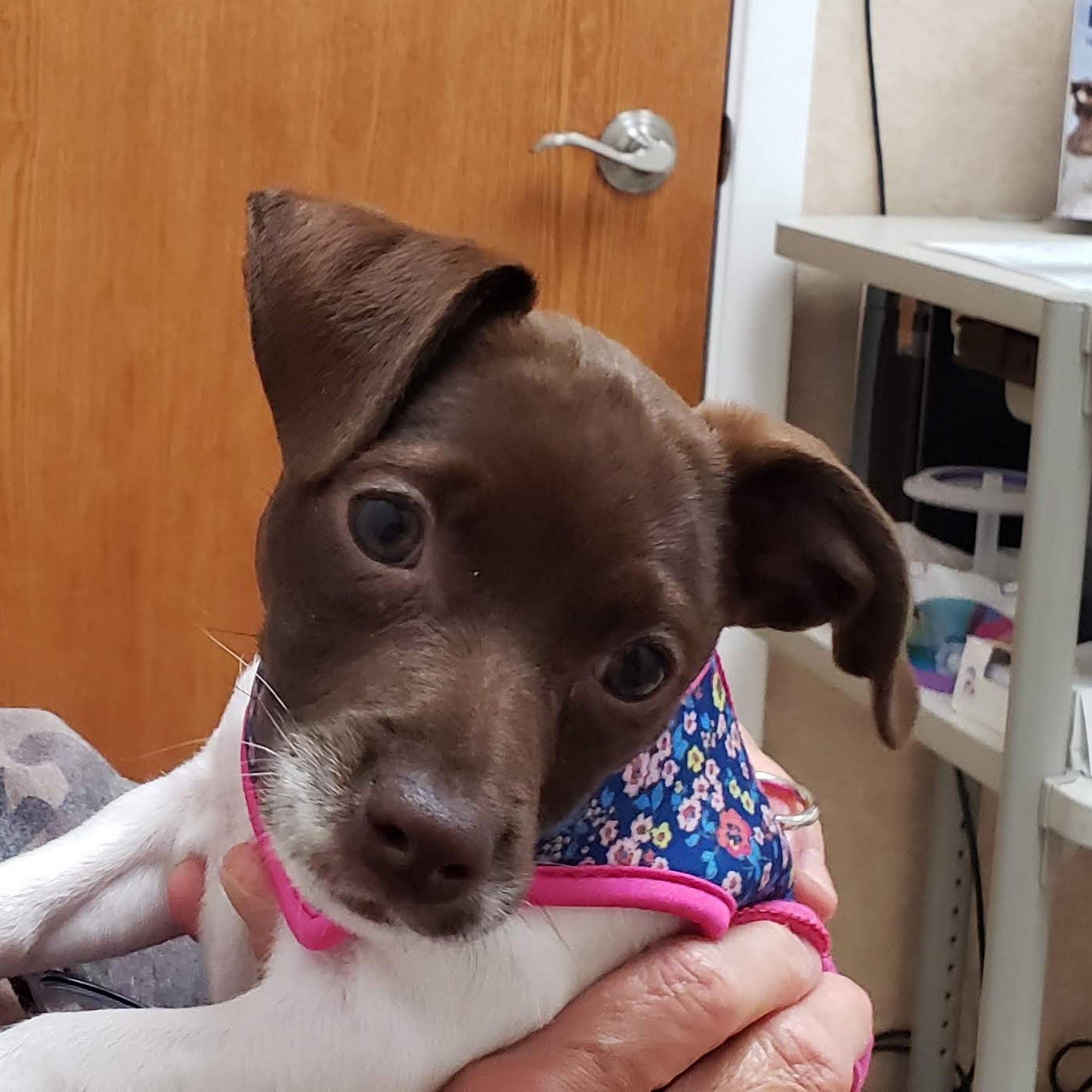 Animal Hospital of Katy Katy