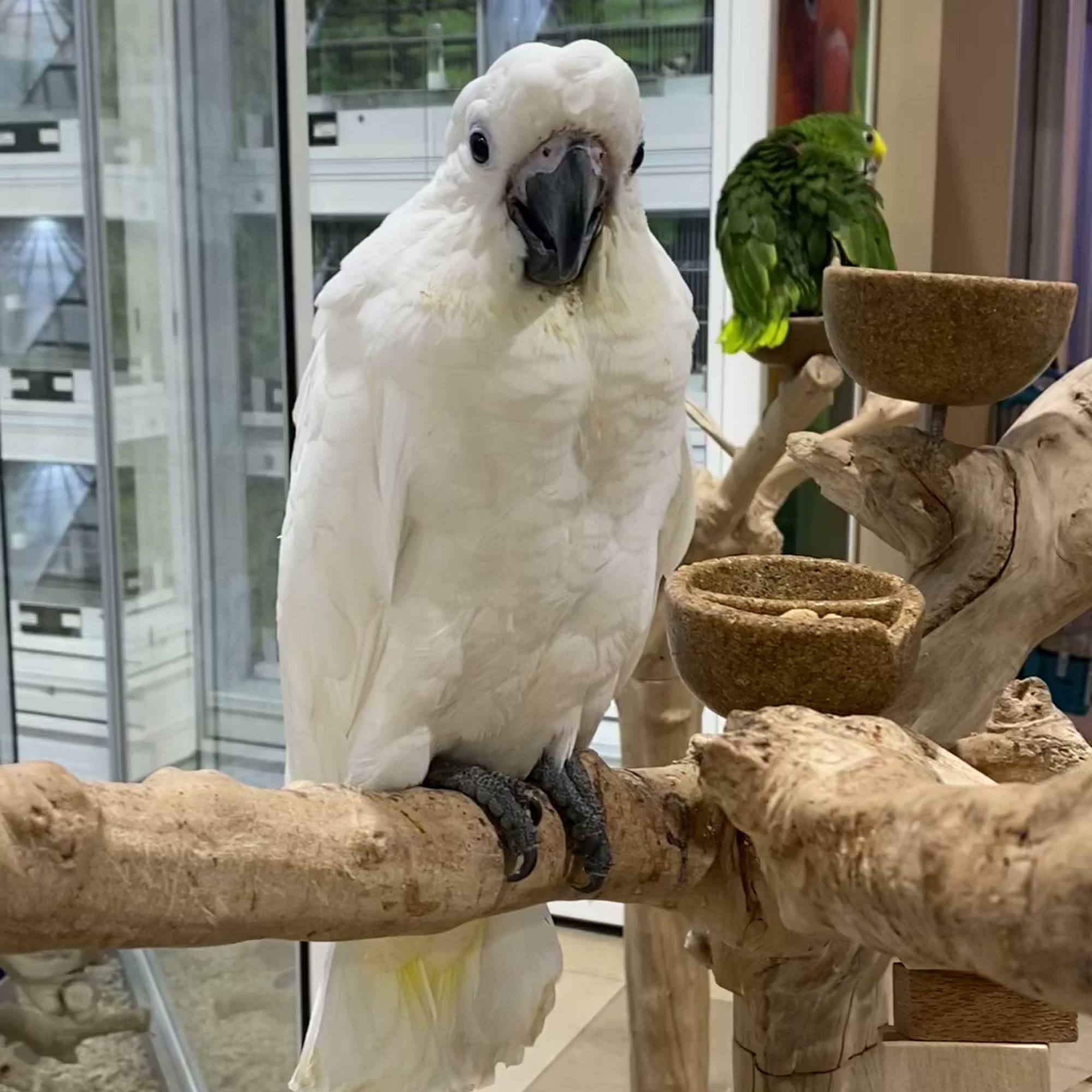 Brittany's Pet Depot Katy