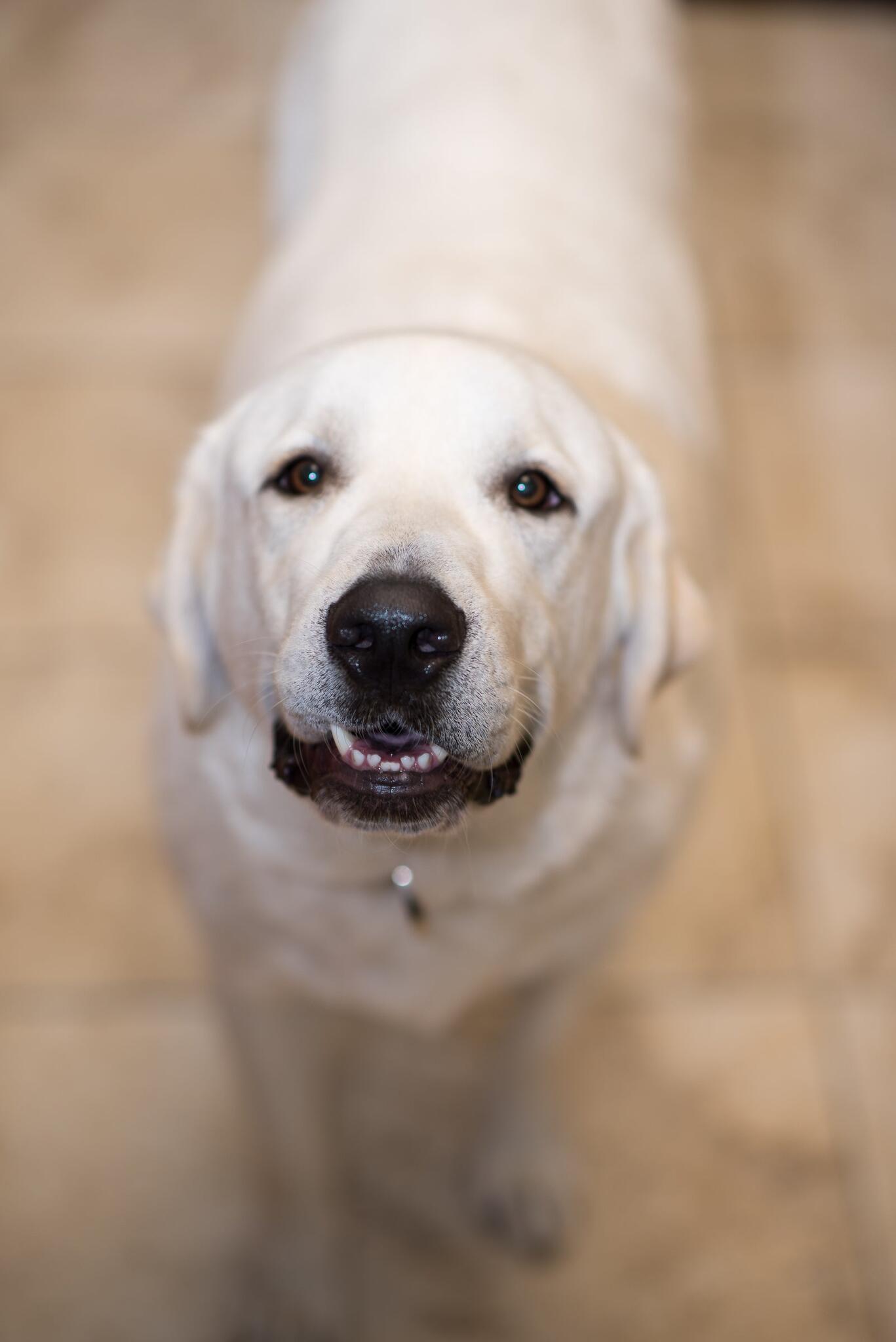 Fidos Home Pet Inn & Spa Katy